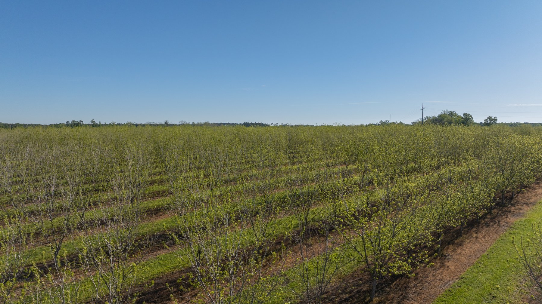 Image for 488+/- Acres - The Gaines Tract - Weybrenee Farms