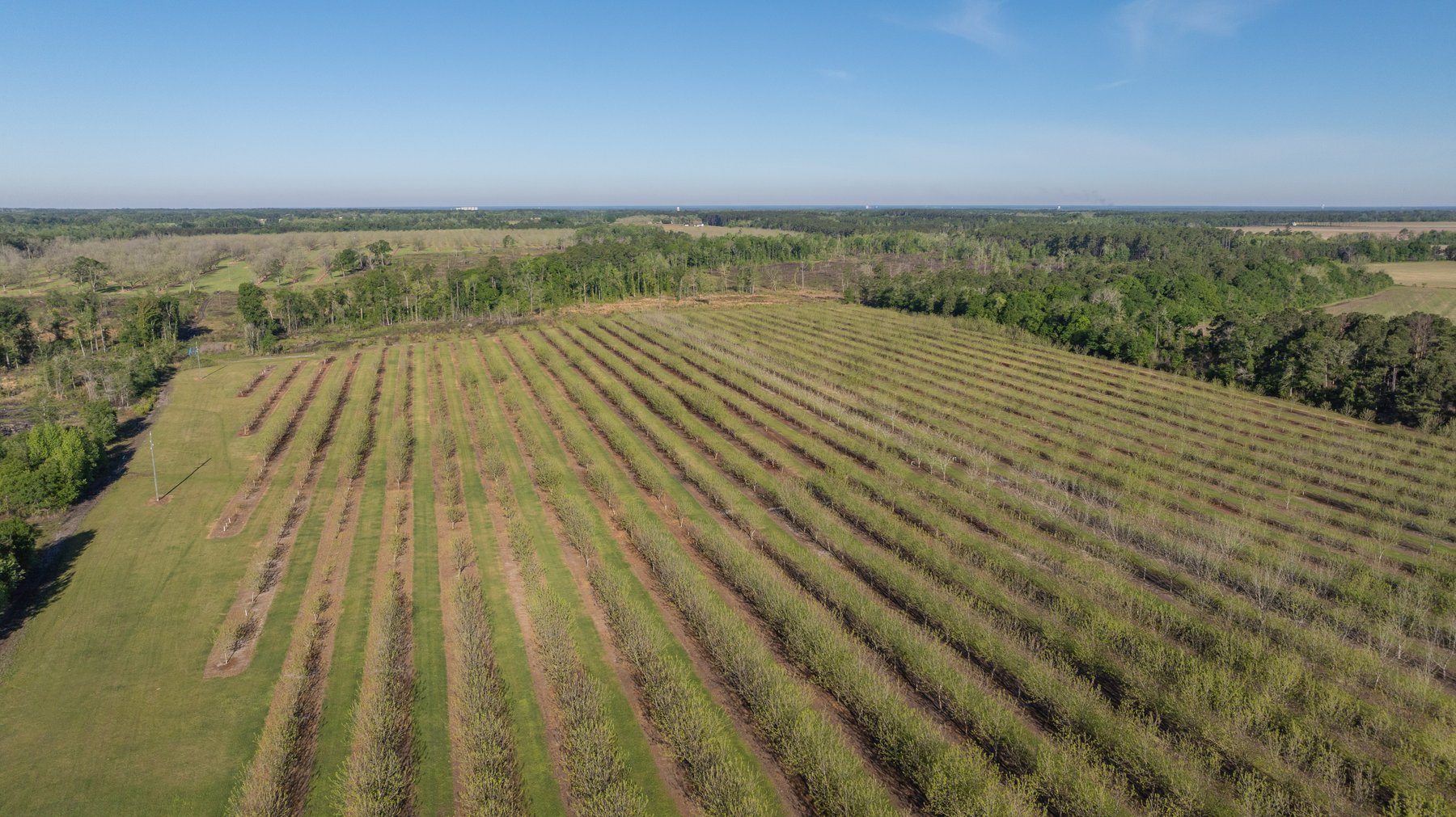 Image for 488+/- Acres - The Gaines Tract - Weybrenee Farms