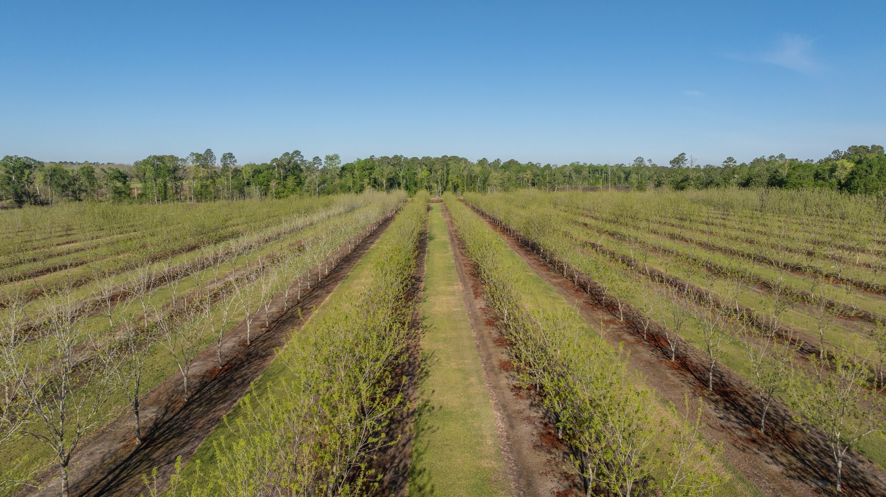 Image for 488+/- Acres - The Gaines Tract - Weybrenee Farms