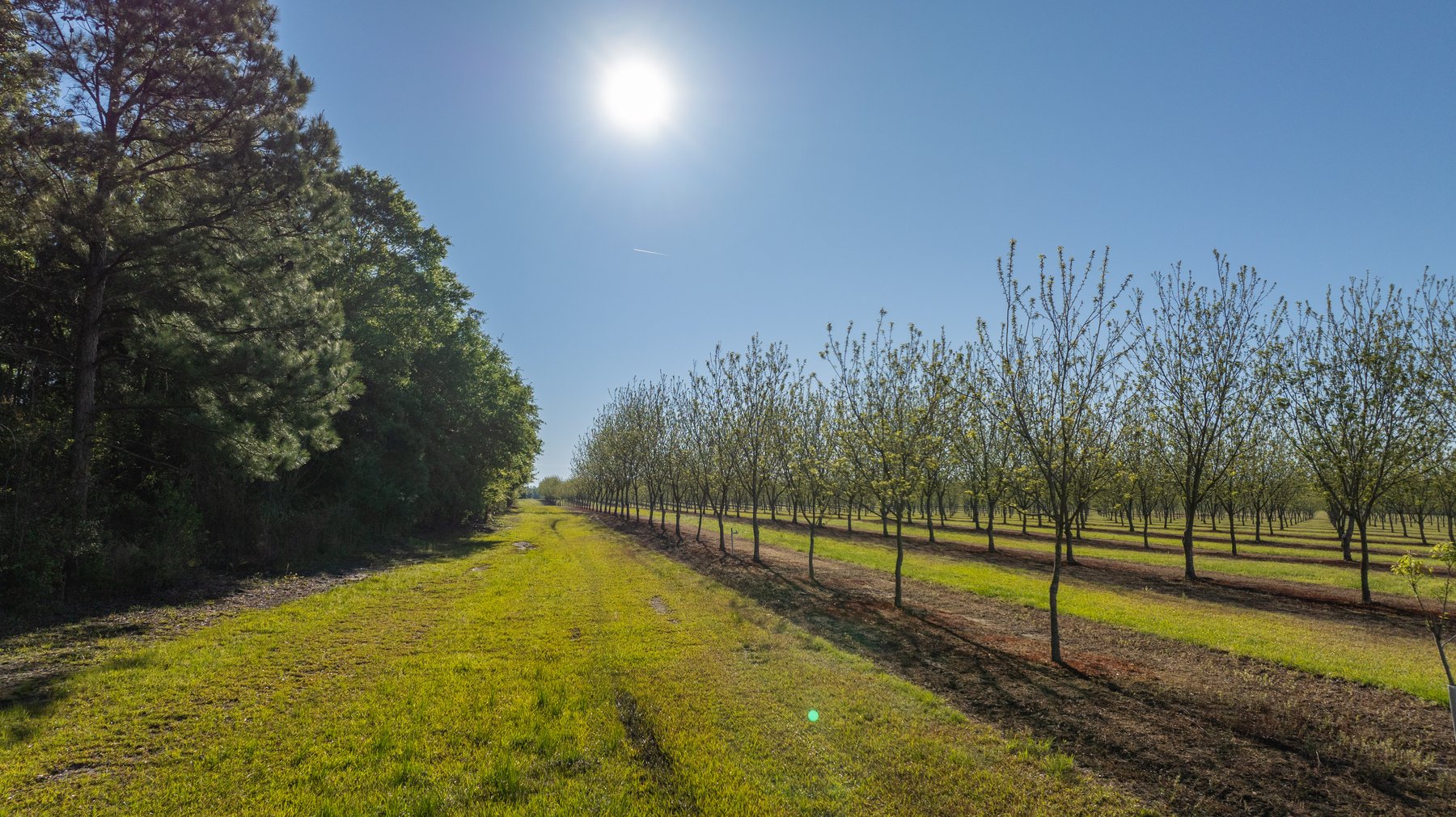 Image for 488+/- Acres - The Gaines Tract - Weybrenee Farms