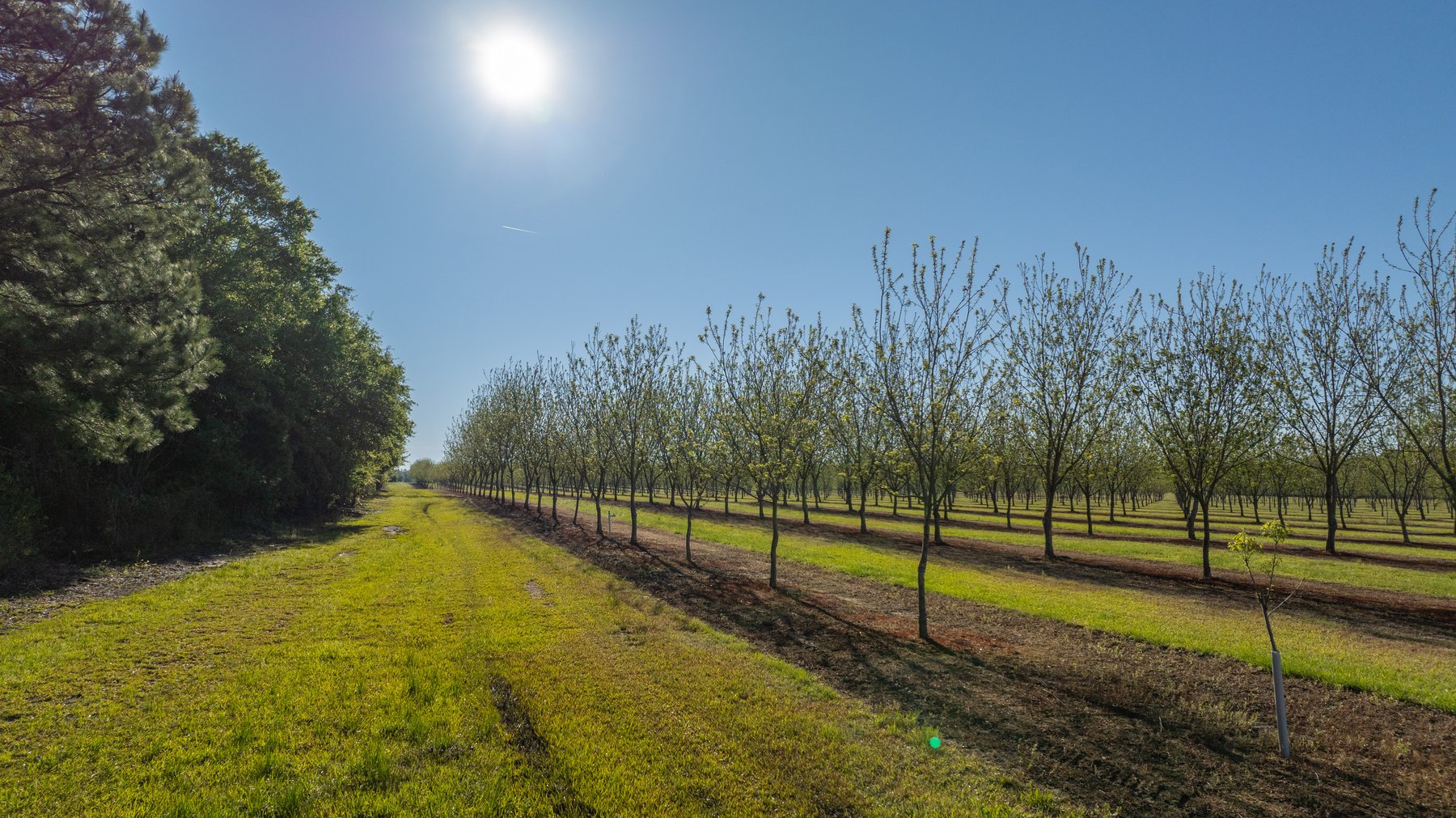 Image for 488+/- Acres - The Gaines Tract - Weybrenee Farms