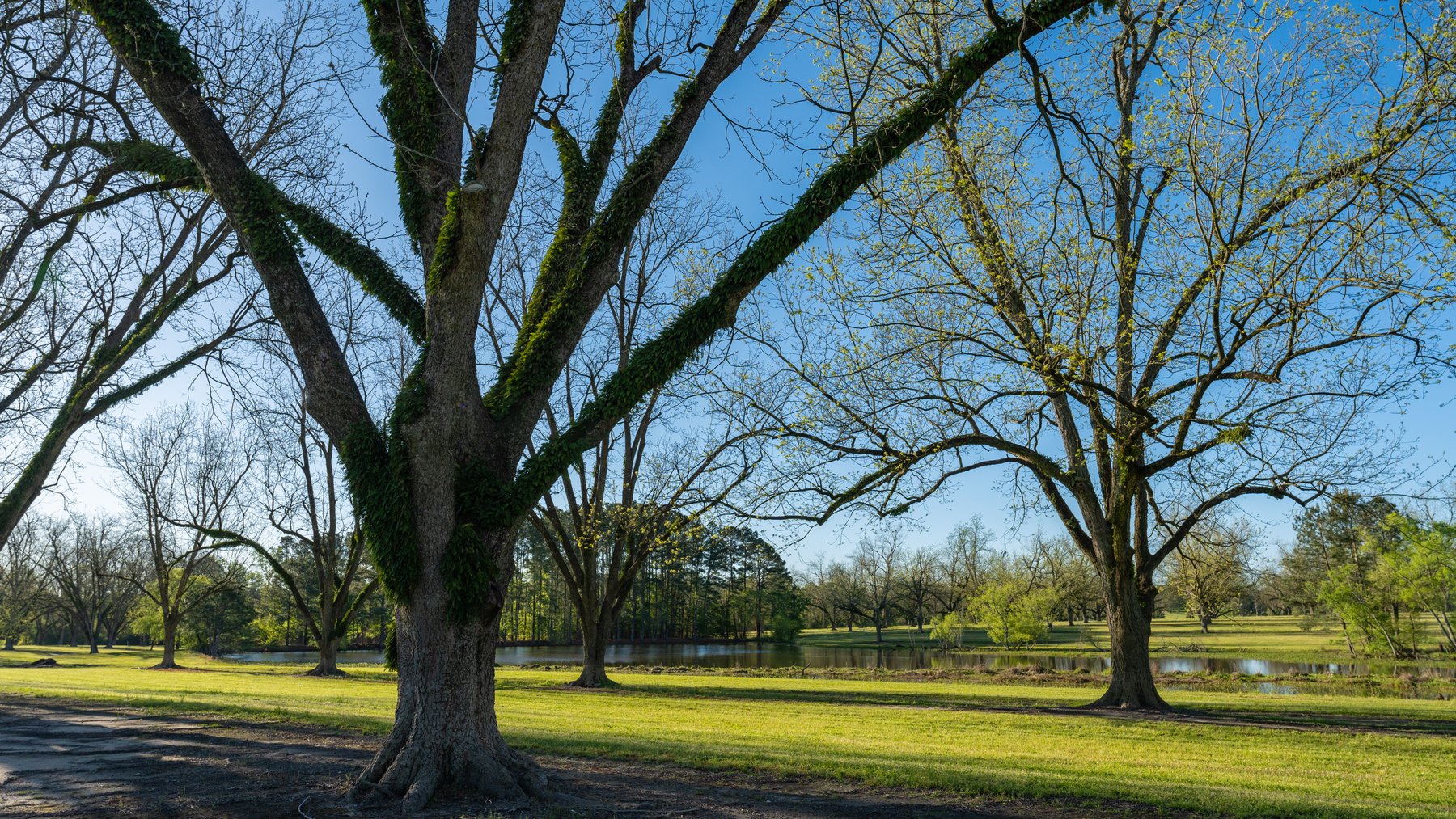 Image for 488+/- Acres - The Gaines Tract - Weybrenee Farms