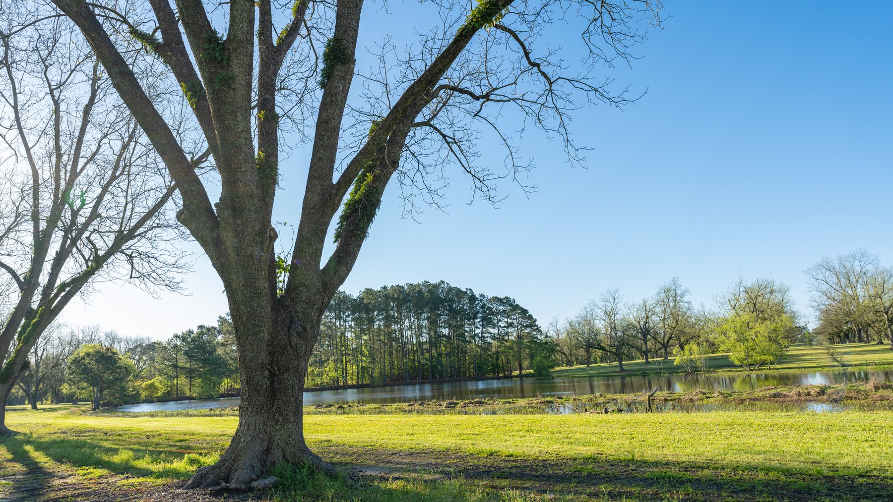 Image for 488+/- Acres - The Gaines Tract - Weybrenee Farms