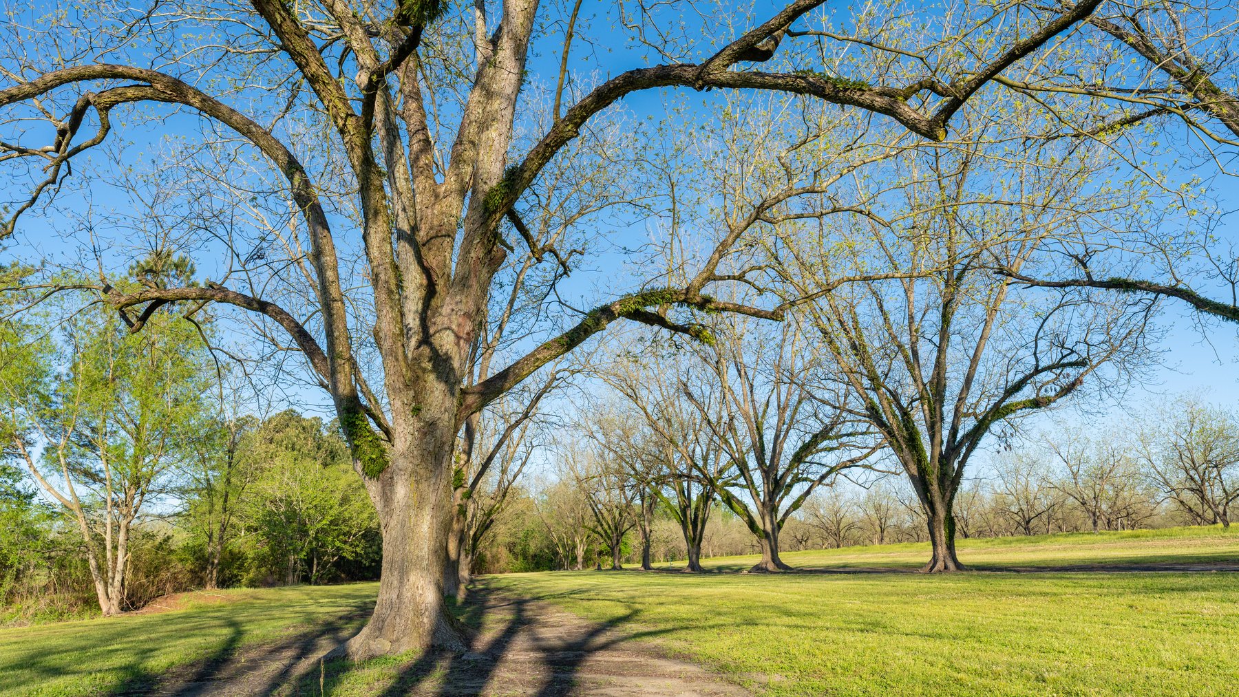 Image for 488+/- Acres - The Gaines Tract - Weybrenee Farms