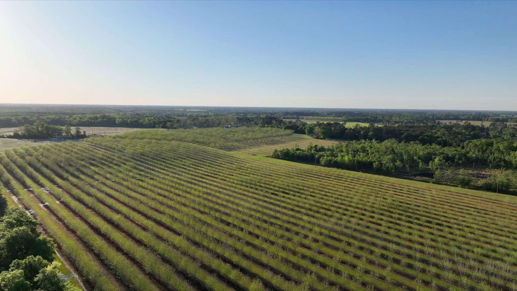 Image for 488+/- Acres - The Gaines Tract - Weybrenee Farms