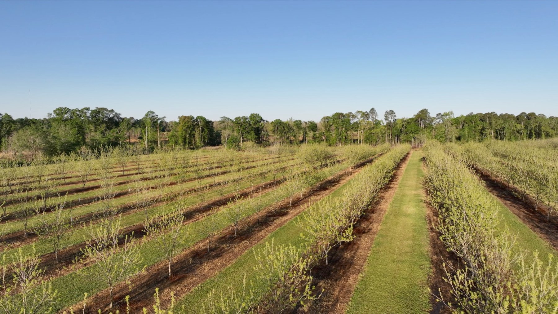 Image for 488+/- Acres - The Gaines Tract - Weybrenee Farms