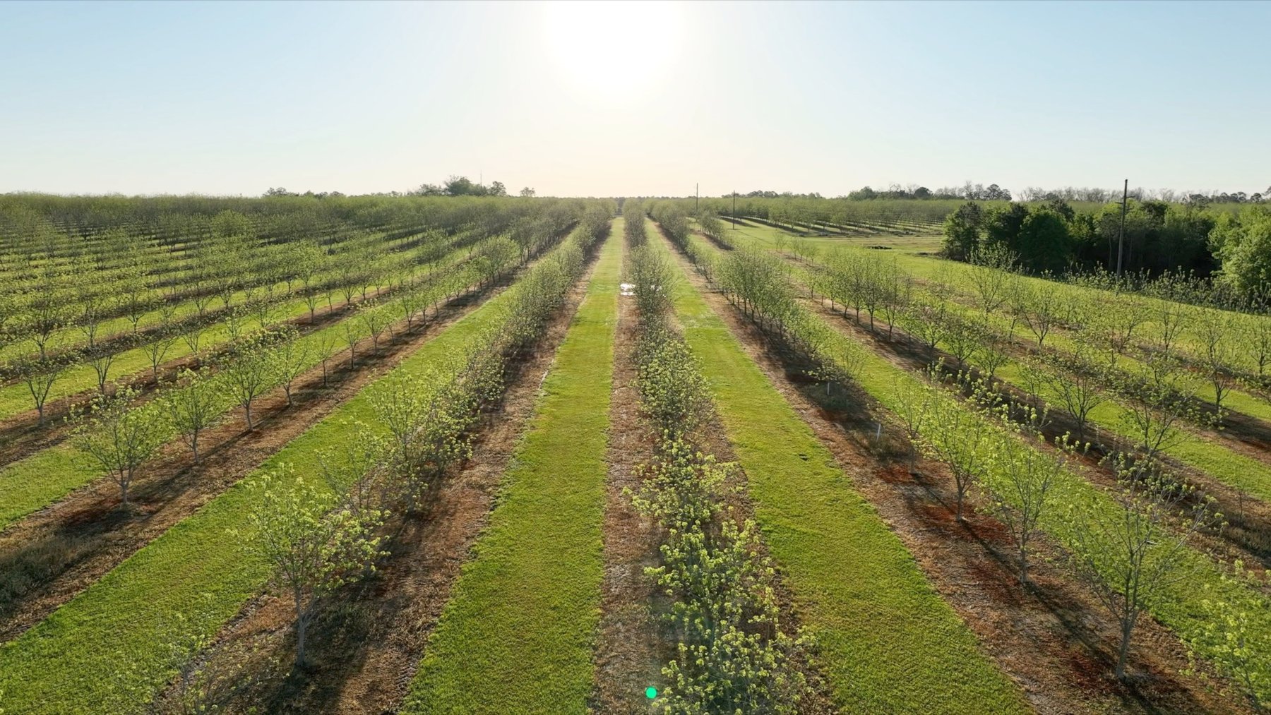 Image for 488+/- Acres - The Gaines Tract - Weybrenee Farms