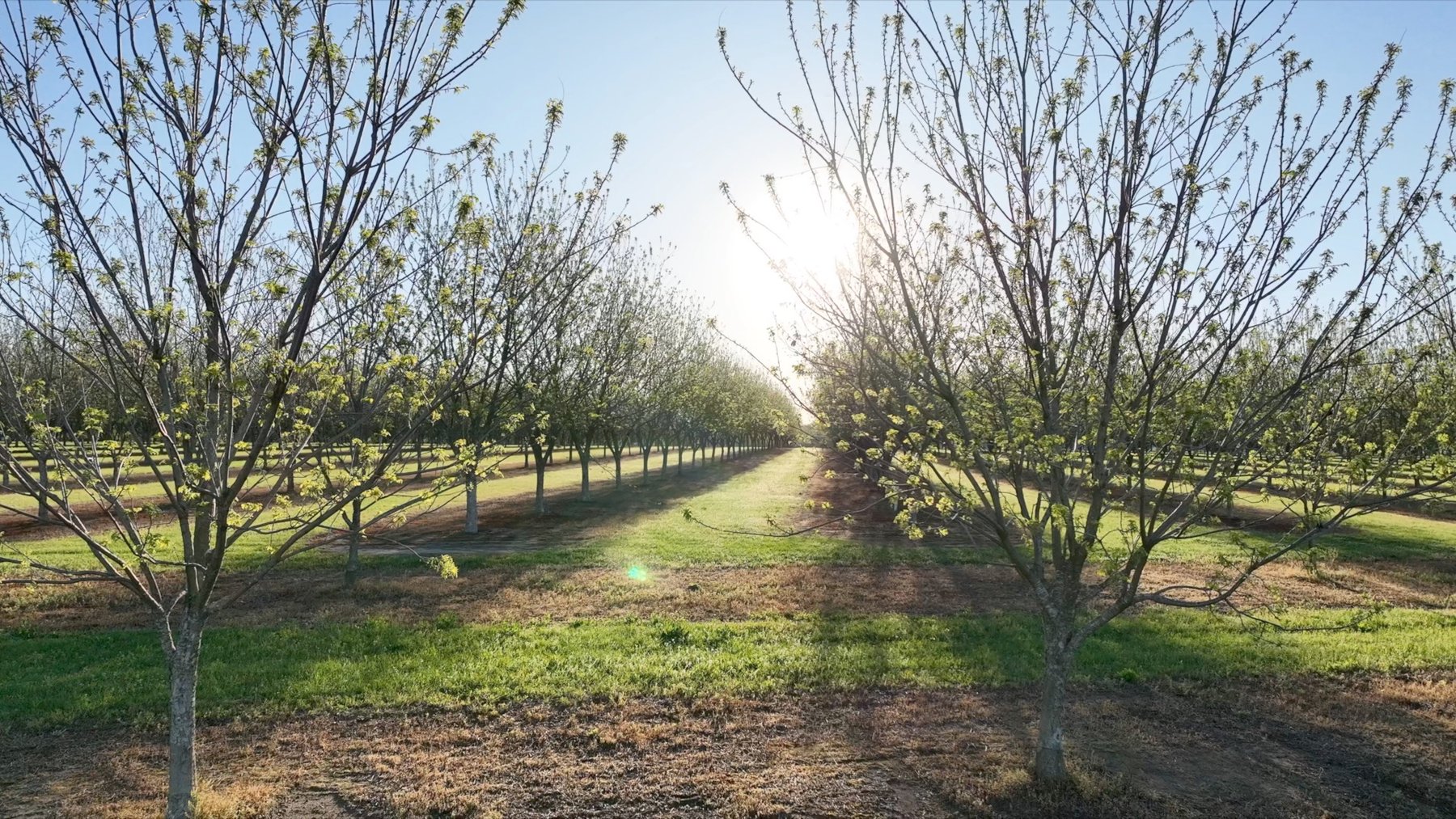 Image for 488+/- Acres - The Gaines Tract - Weybrenee Farms