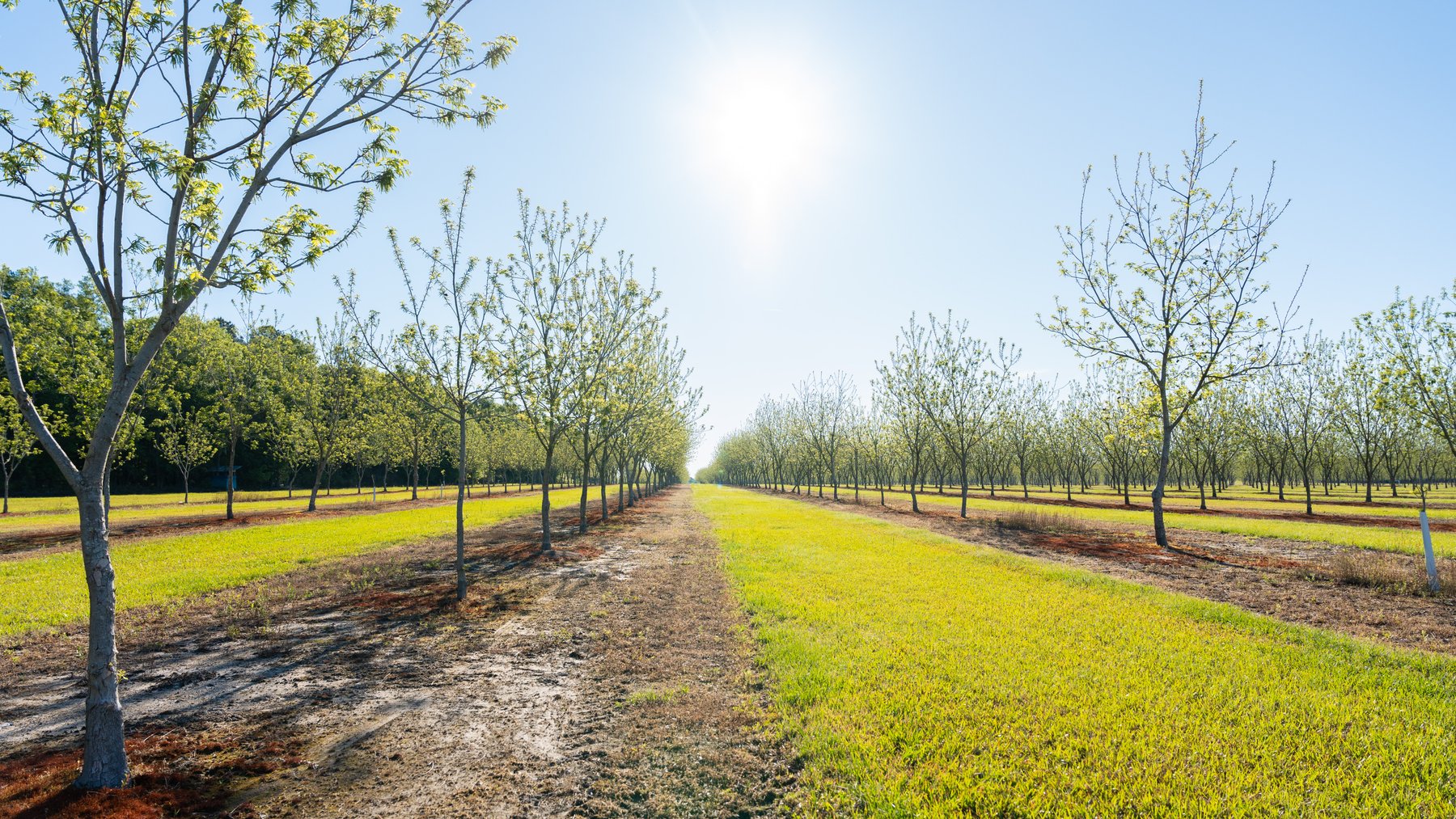 Image for 488+/- Acres - The Gaines Tract - Weybrenee Farms