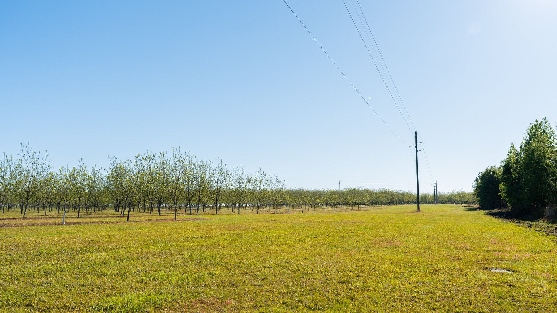 Image for 488+/- Acres - The Gaines Tract - Weybrenee Farms