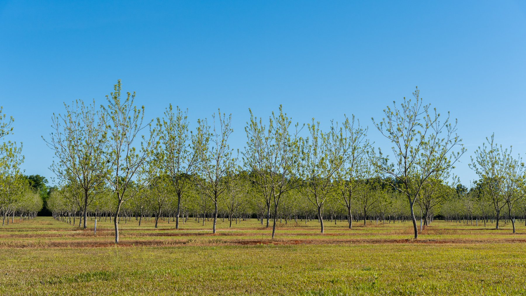 Image for 488+/- Acres - The Gaines Tract - Weybrenee Farms