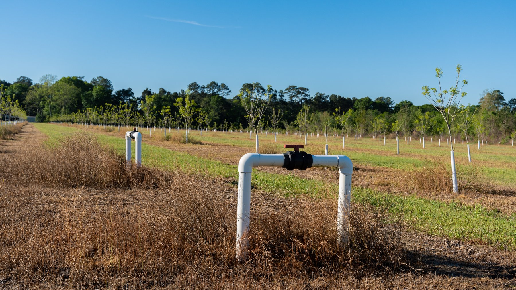 Image for 488+/- Acres - The Gaines Tract - Weybrenee Farms