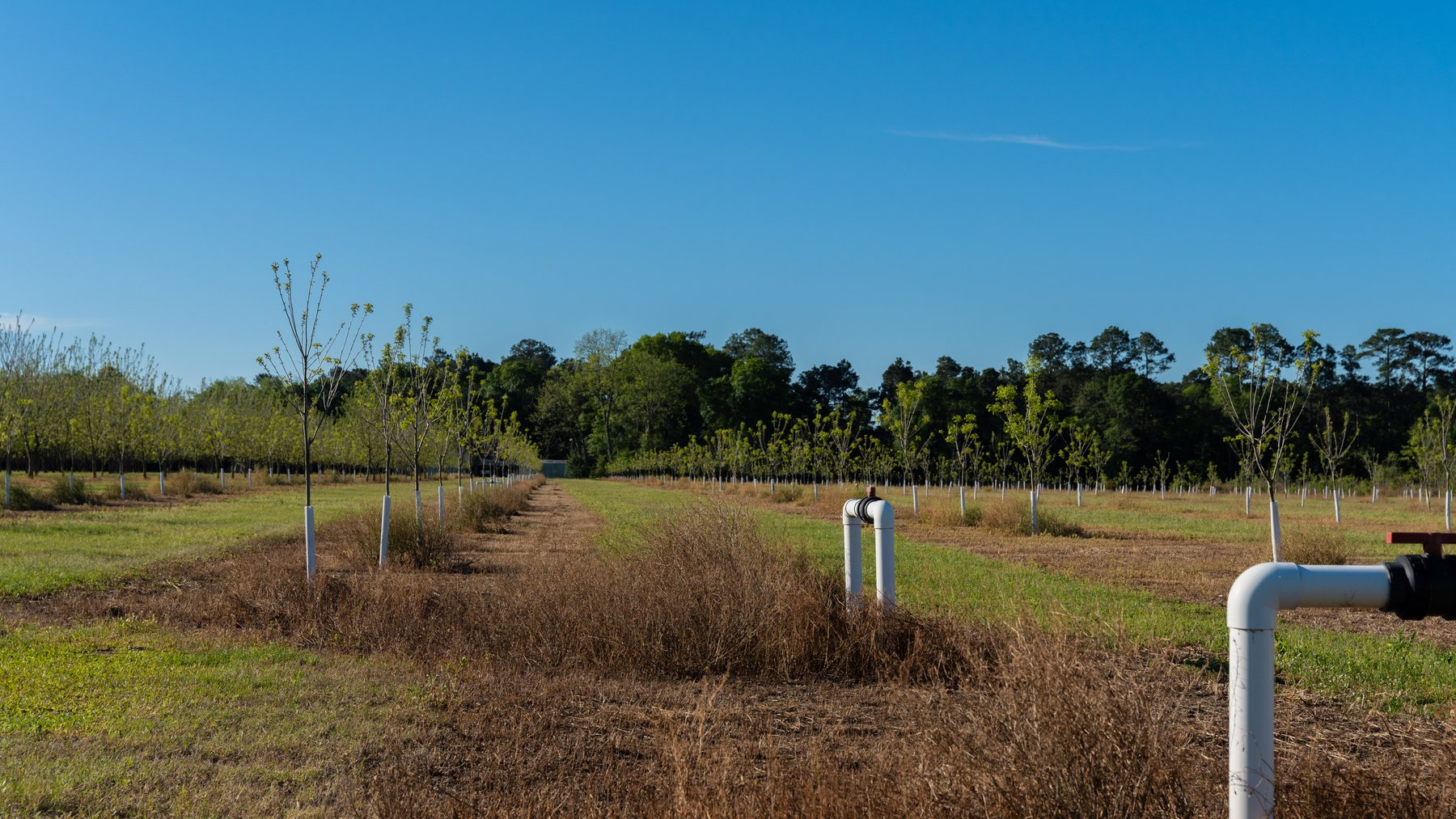 Image for 488+/- Acres - The Gaines Tract - Weybrenee Farms