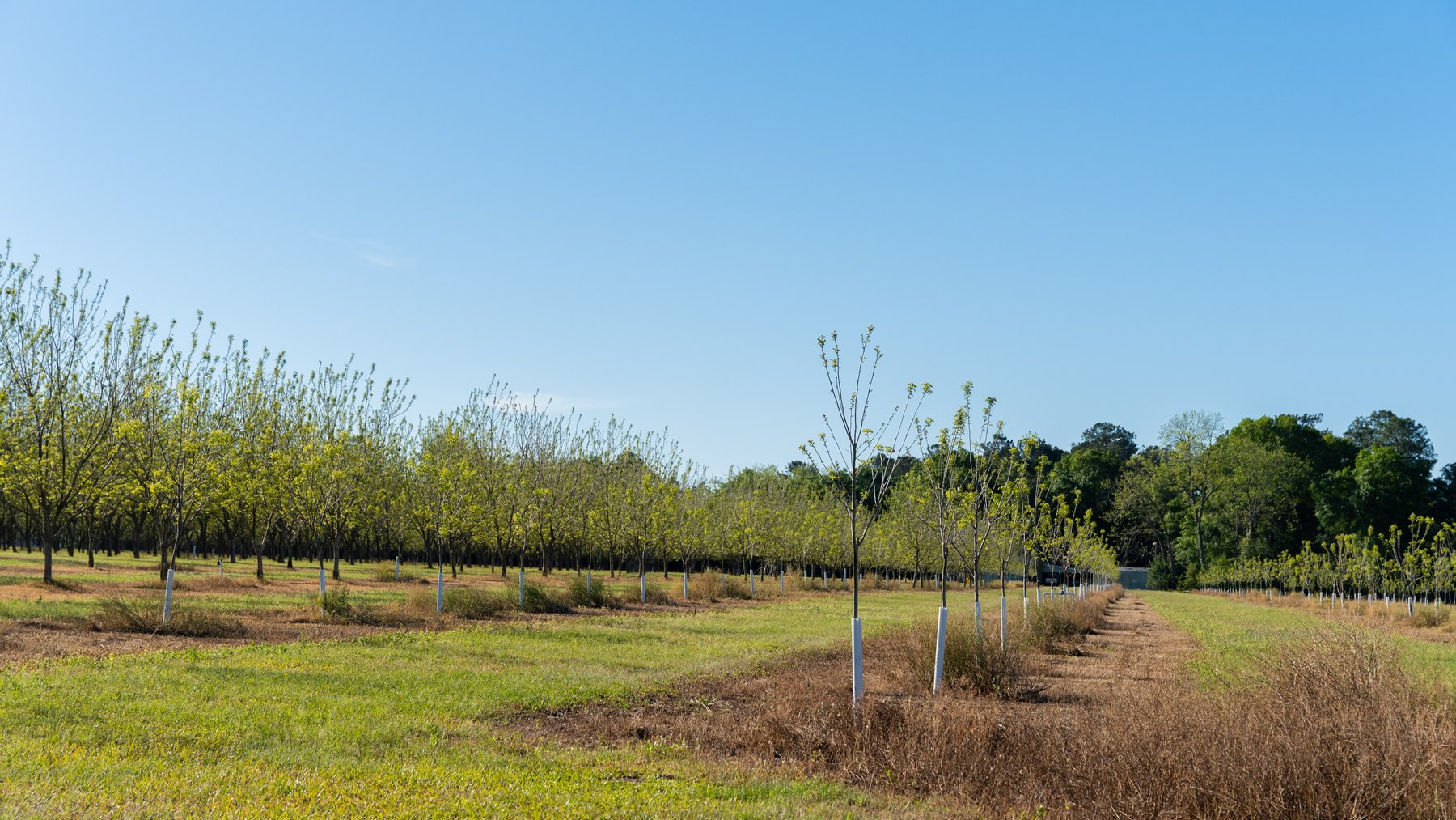 Image for 488+/- Acres - The Gaines Tract - Weybrenee Farms