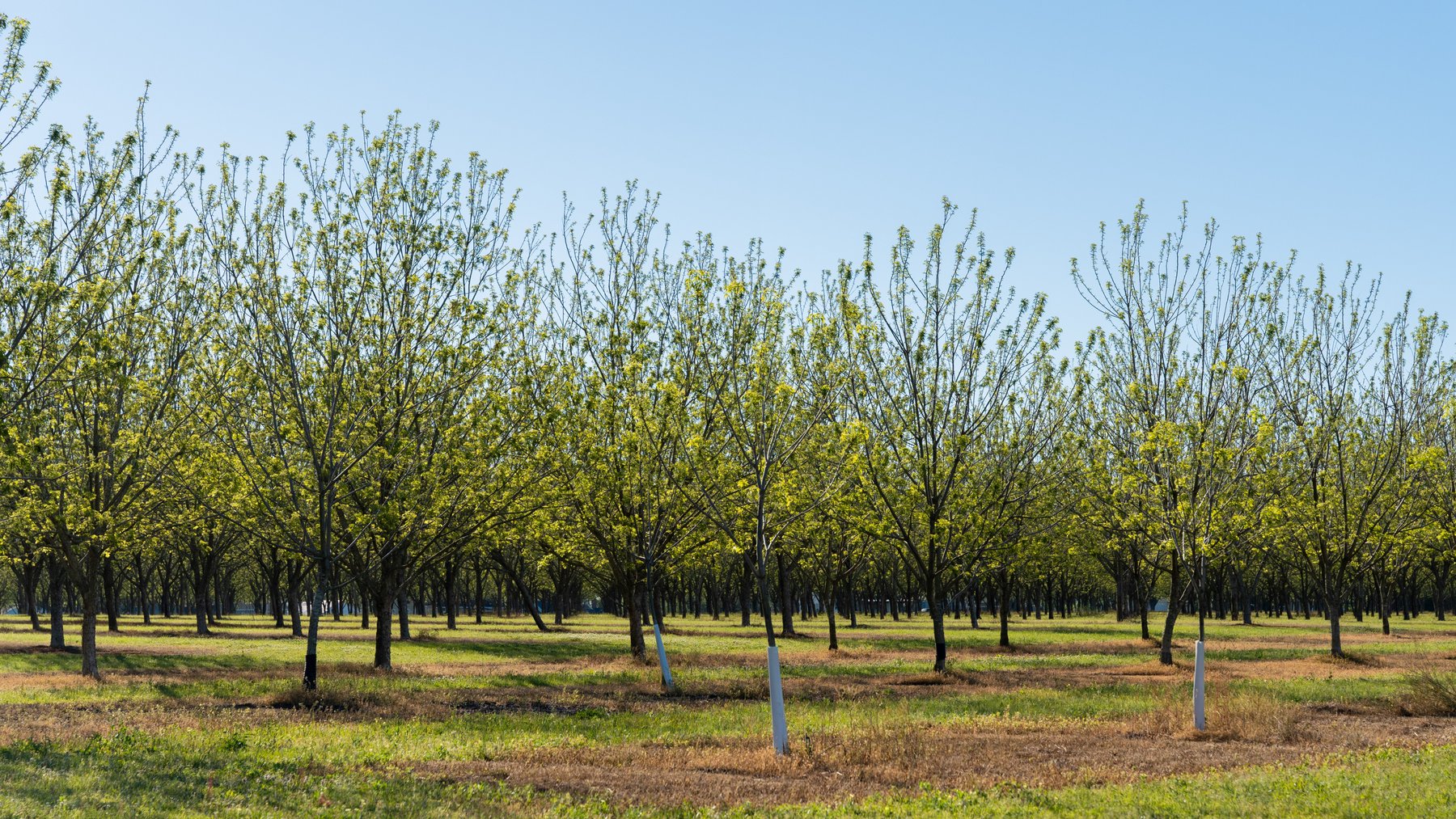 Image for 488+/- Acres - The Gaines Tract - Weybrenee Farms