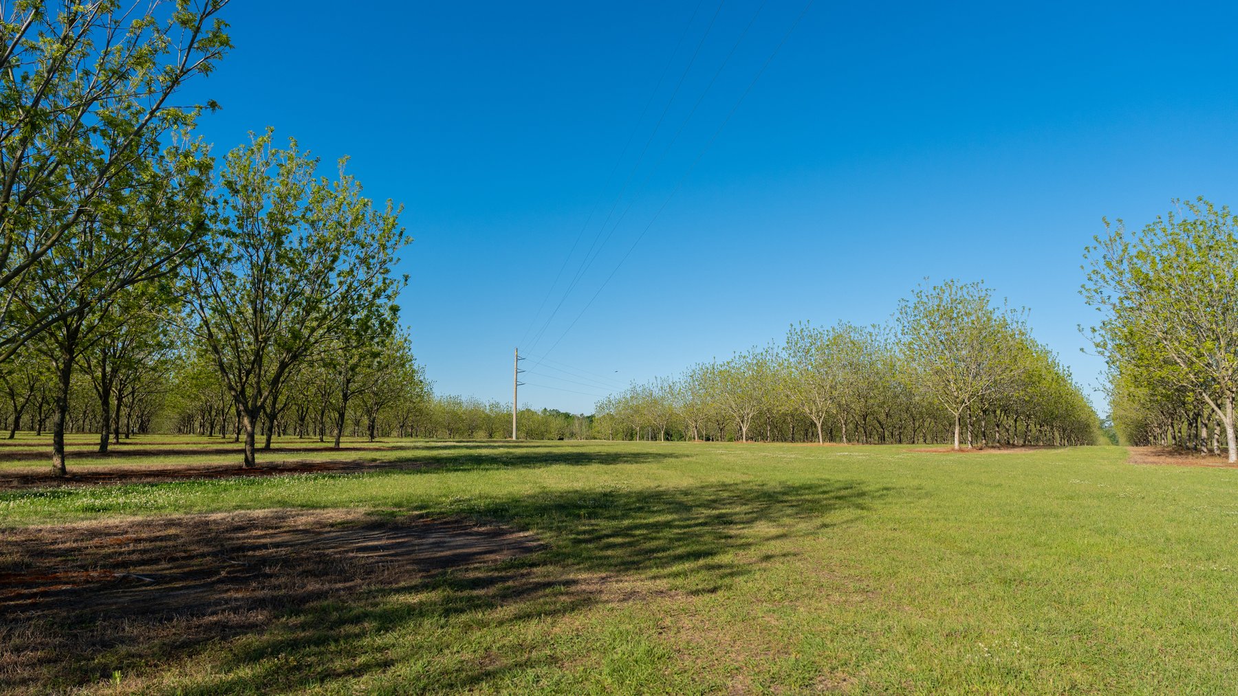 Image for 488+/- Acres - The Gaines Tract - Weybrenee Farms