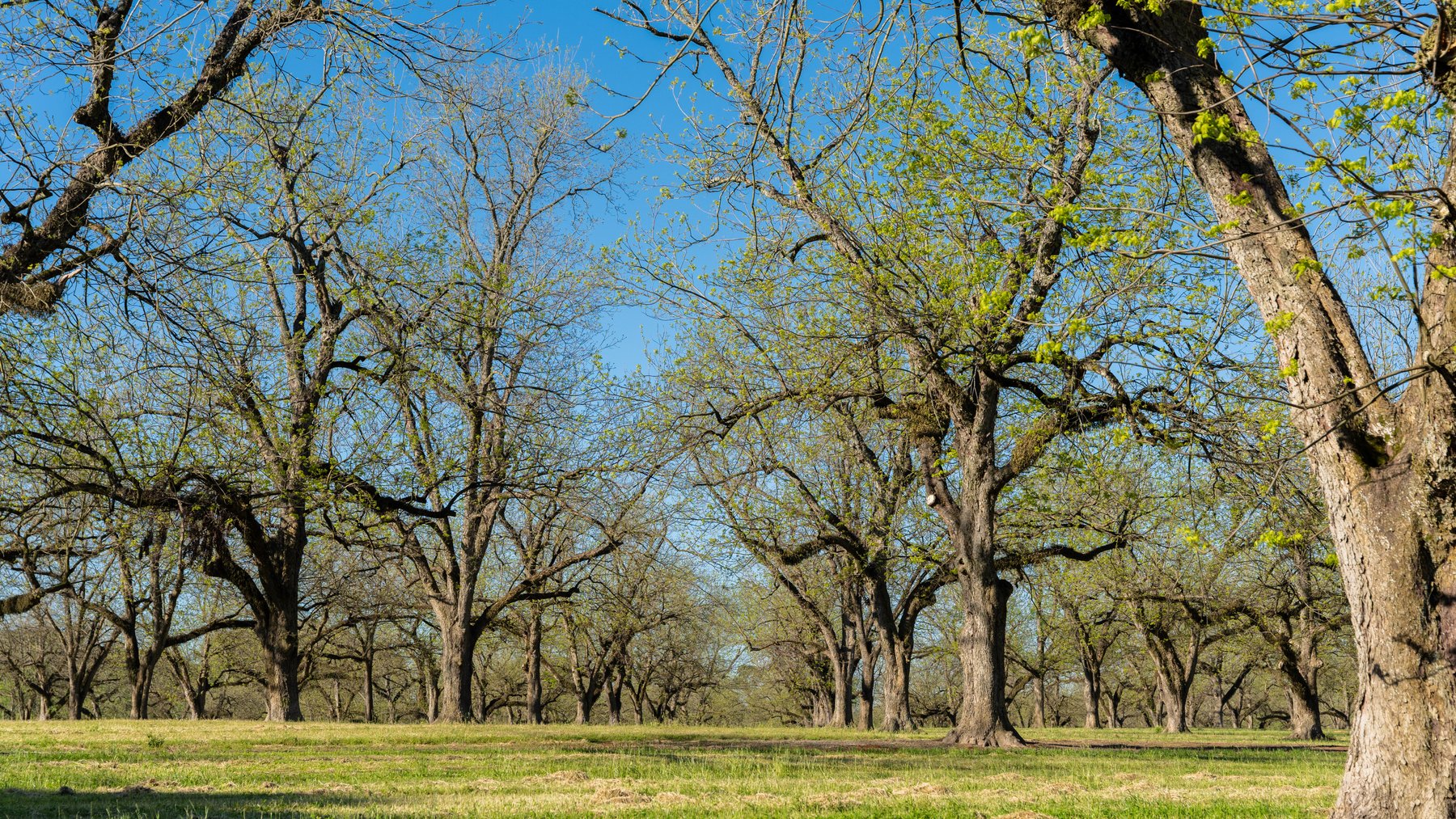 Image for 103+/- Acres - The Hand Tract - Weybrenee Farms