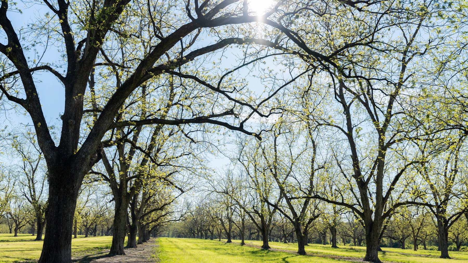 Image for 103+/- Acres - The Hand Tract - Weybrenee Farms