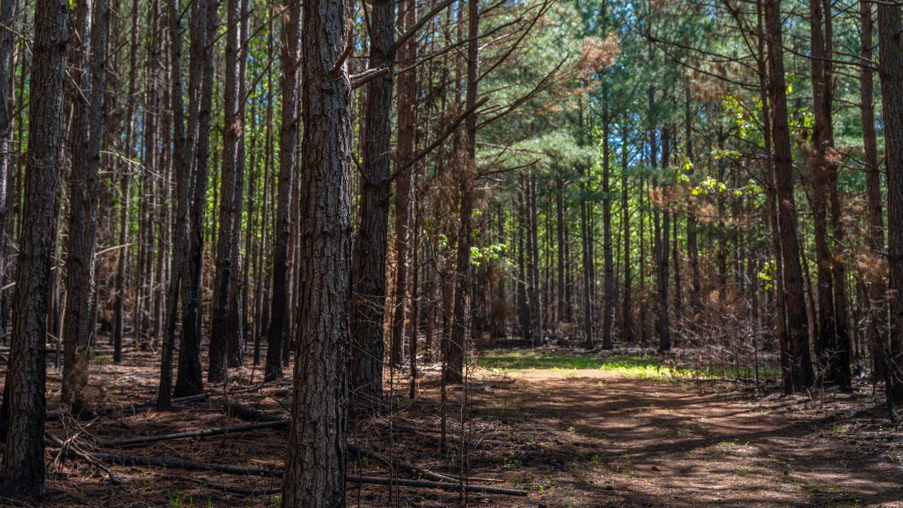 Image for Tobler Creek Place - 107.55 +/- Total Acres - Pristine Recreational Acreage w/ Homesite Potential