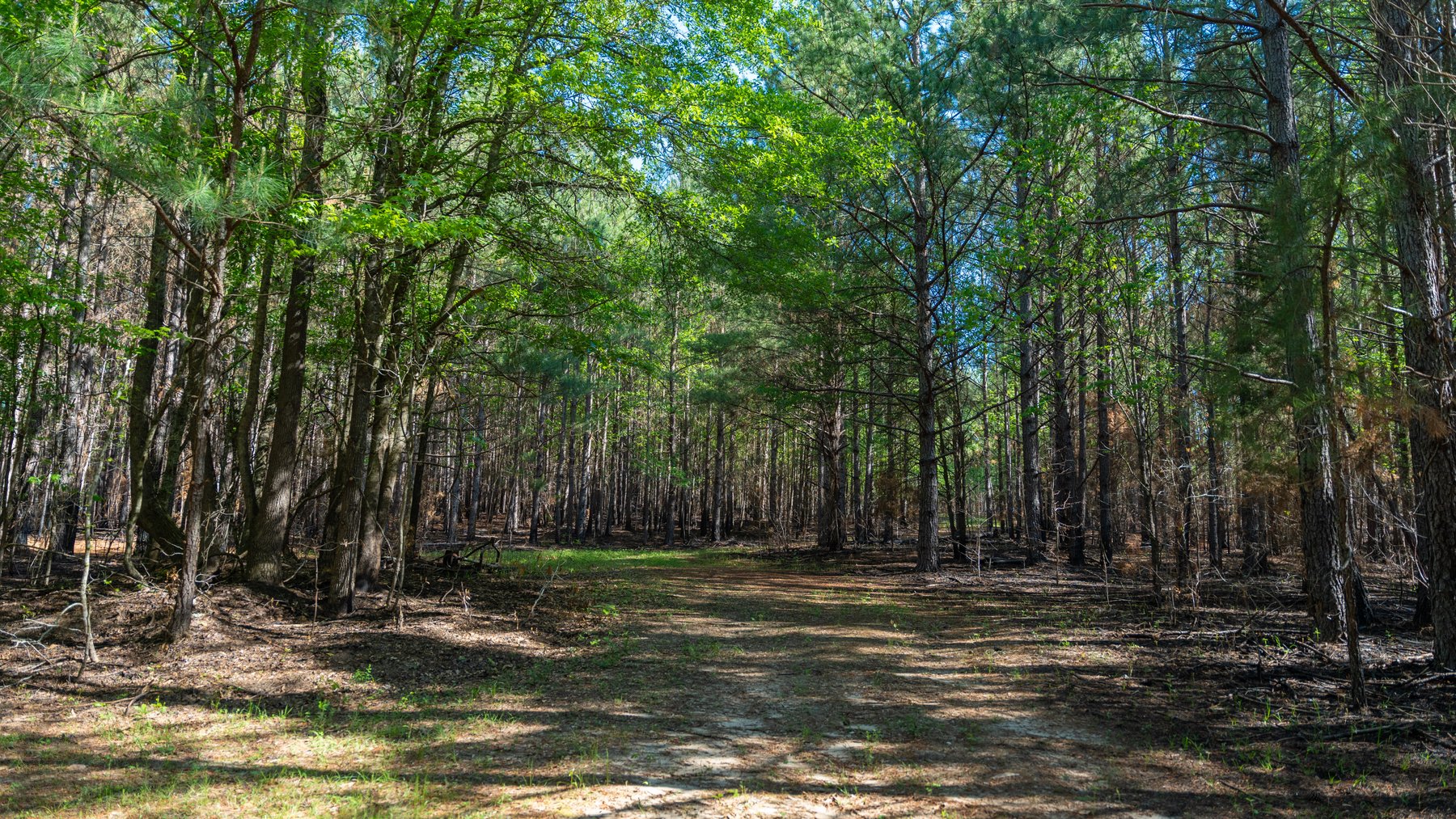 Image for Tobler Creek Place - 107.55 +/- Total Acres - Pristine Recreational Acreage w/ Homesite Potential