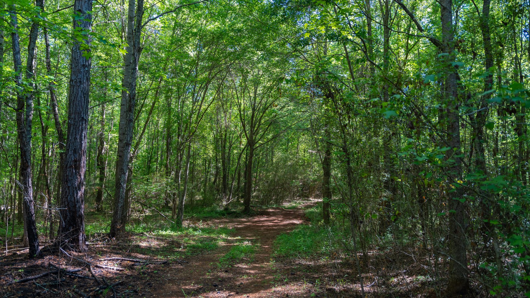 Image for Tobler Creek Place - 107.55 +/- Total Acres - Pristine Recreational Acreage w/ Homesite Potential