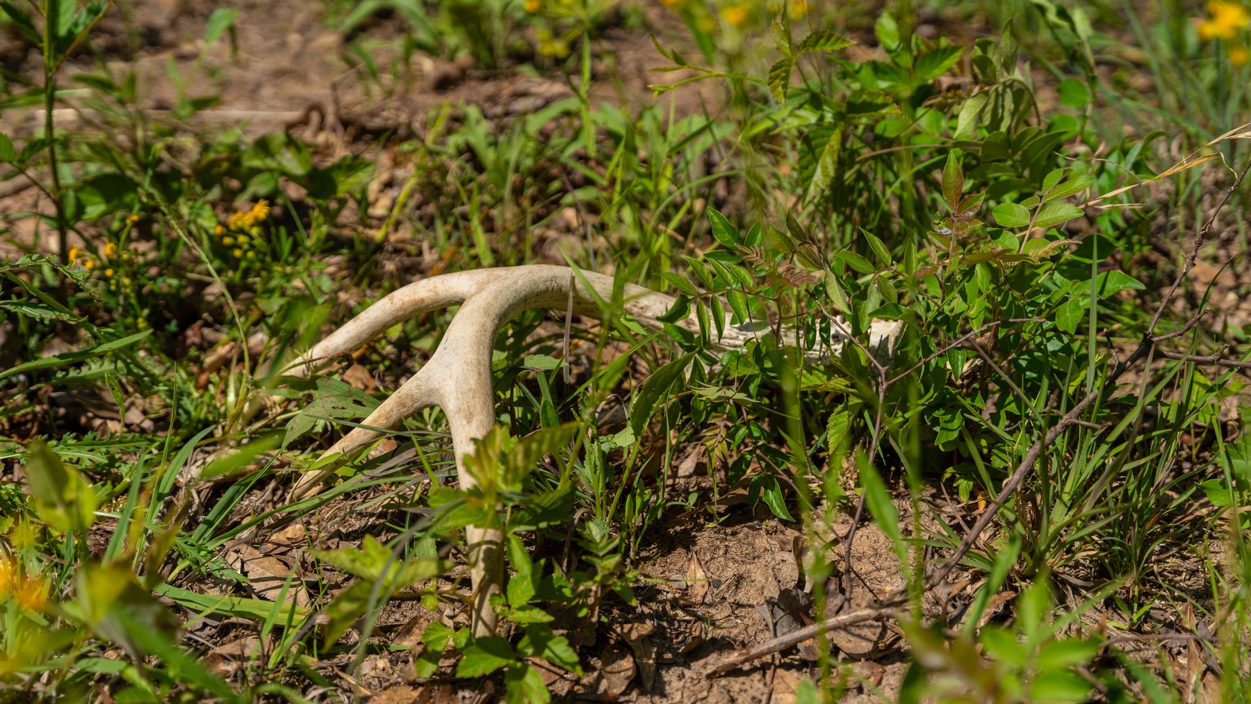 Image for Tobler Creek Place - 107.55 +/- Total Acres - Pristine Recreational Acreage w/ Homesite Potential