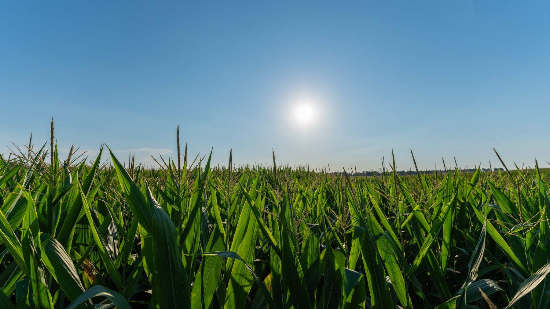Image for 481+/- Acres - The John B. Wight Trust - Irrigated Row Crop Farm