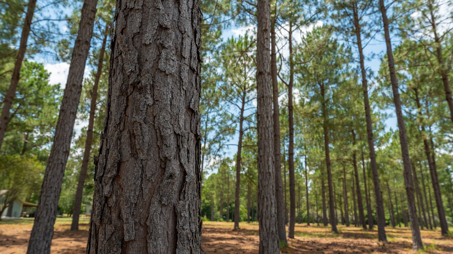 Image for Beautiful 2.34+/- Acre Homesite in Tift County