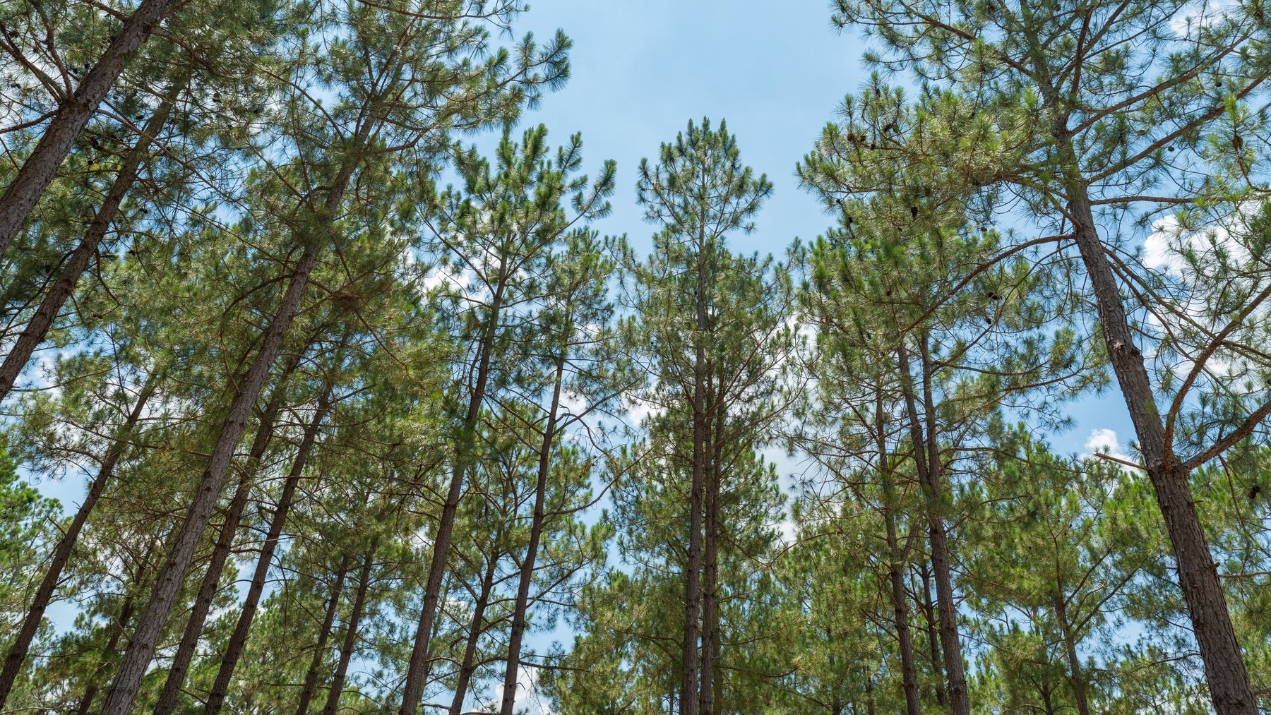 Image for Beautiful 2.34+/- Acre Homesite in Tift County