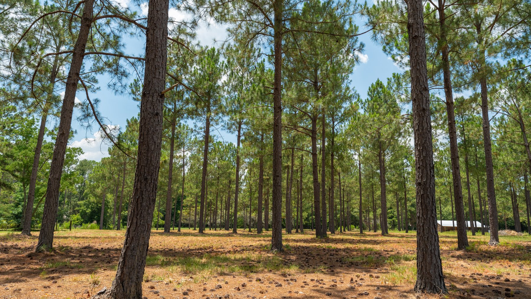 Image for Beautiful 2.34+/- Acre Homesite in Tift County