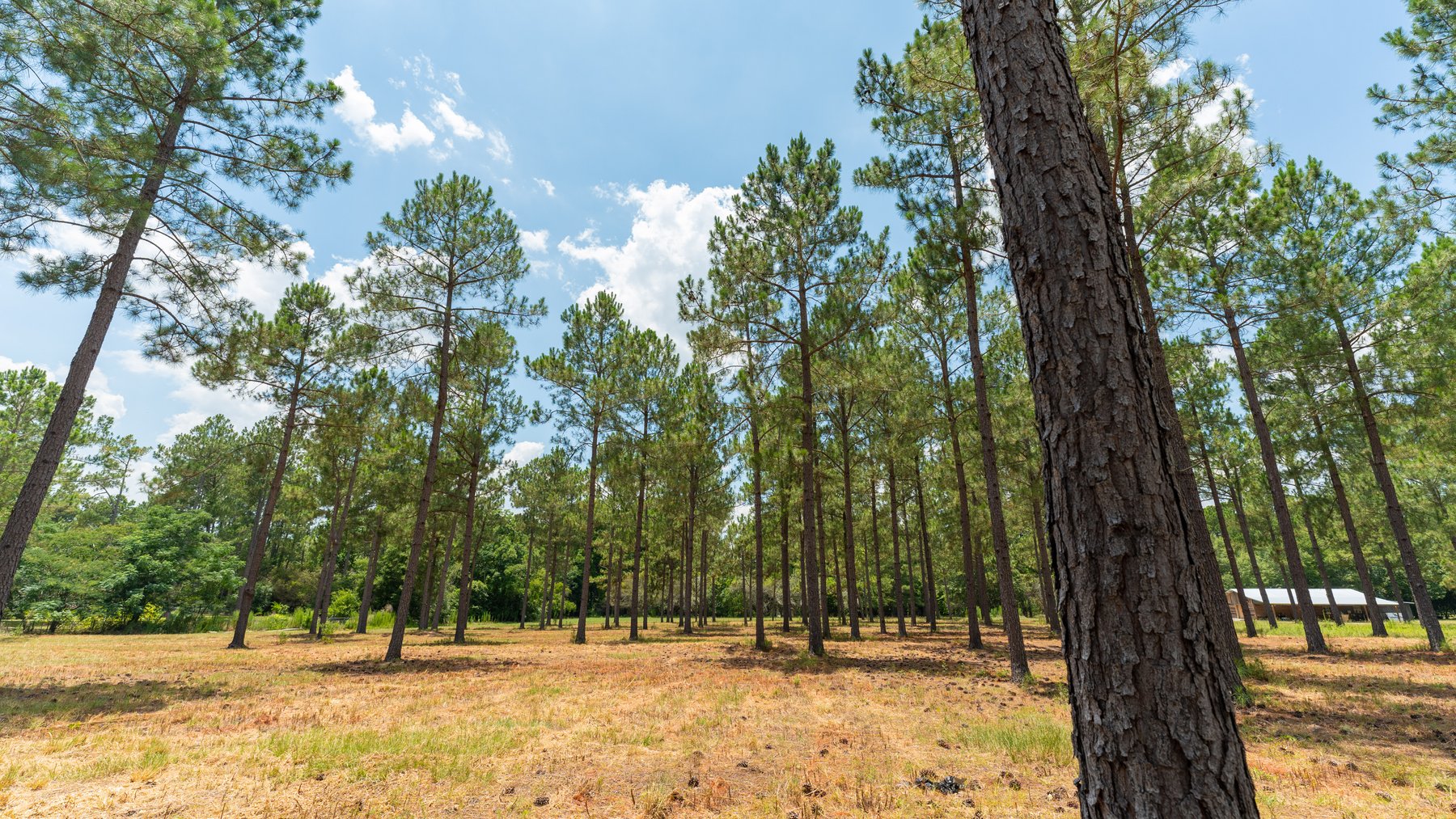Image for Beautiful 2.34+/- Acre Homesite in Tift County