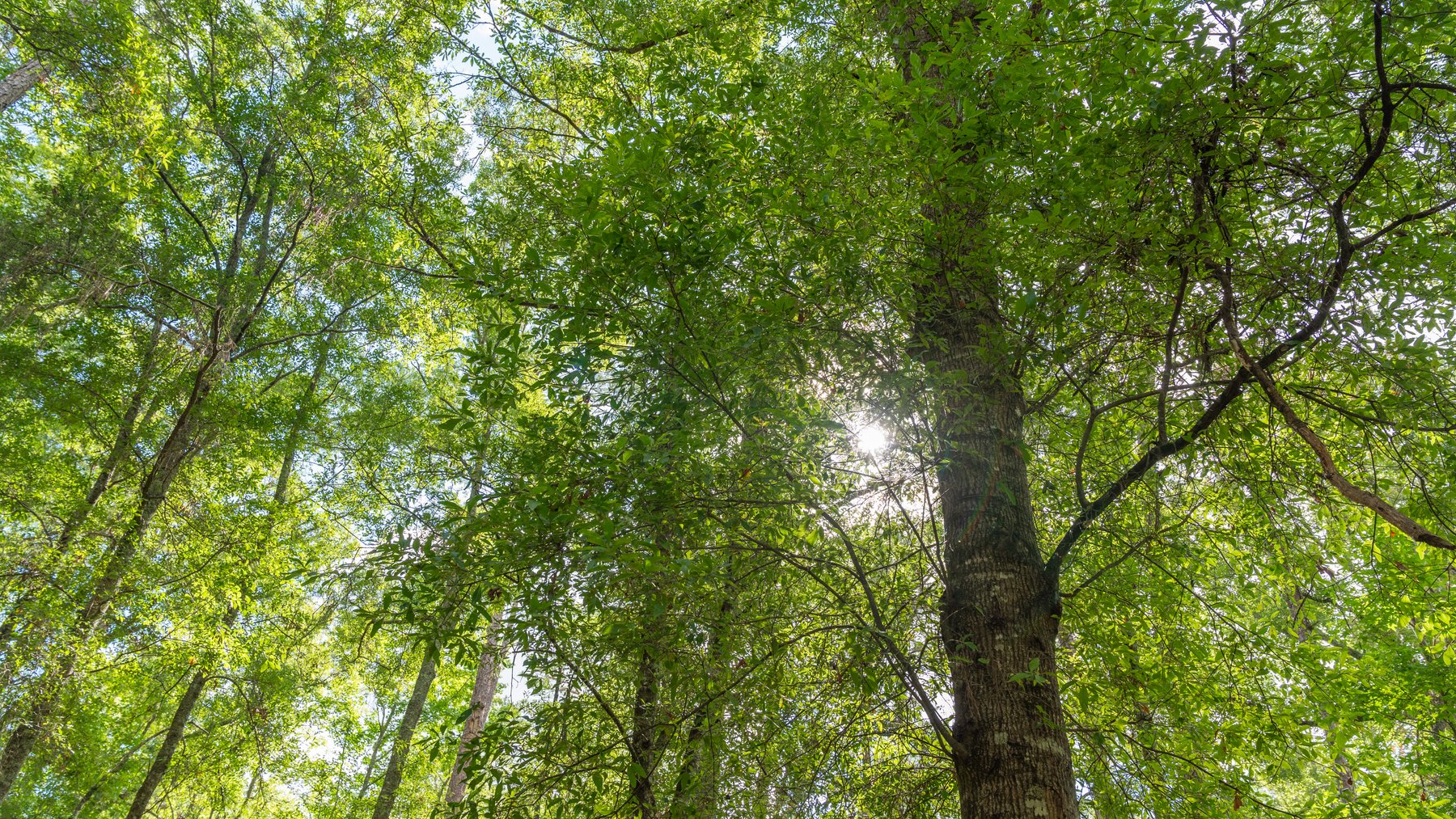 Image for The Grady Pines Tract - 32 +/- Total Acres - Prime Recreational Acreage with Homesite Potential