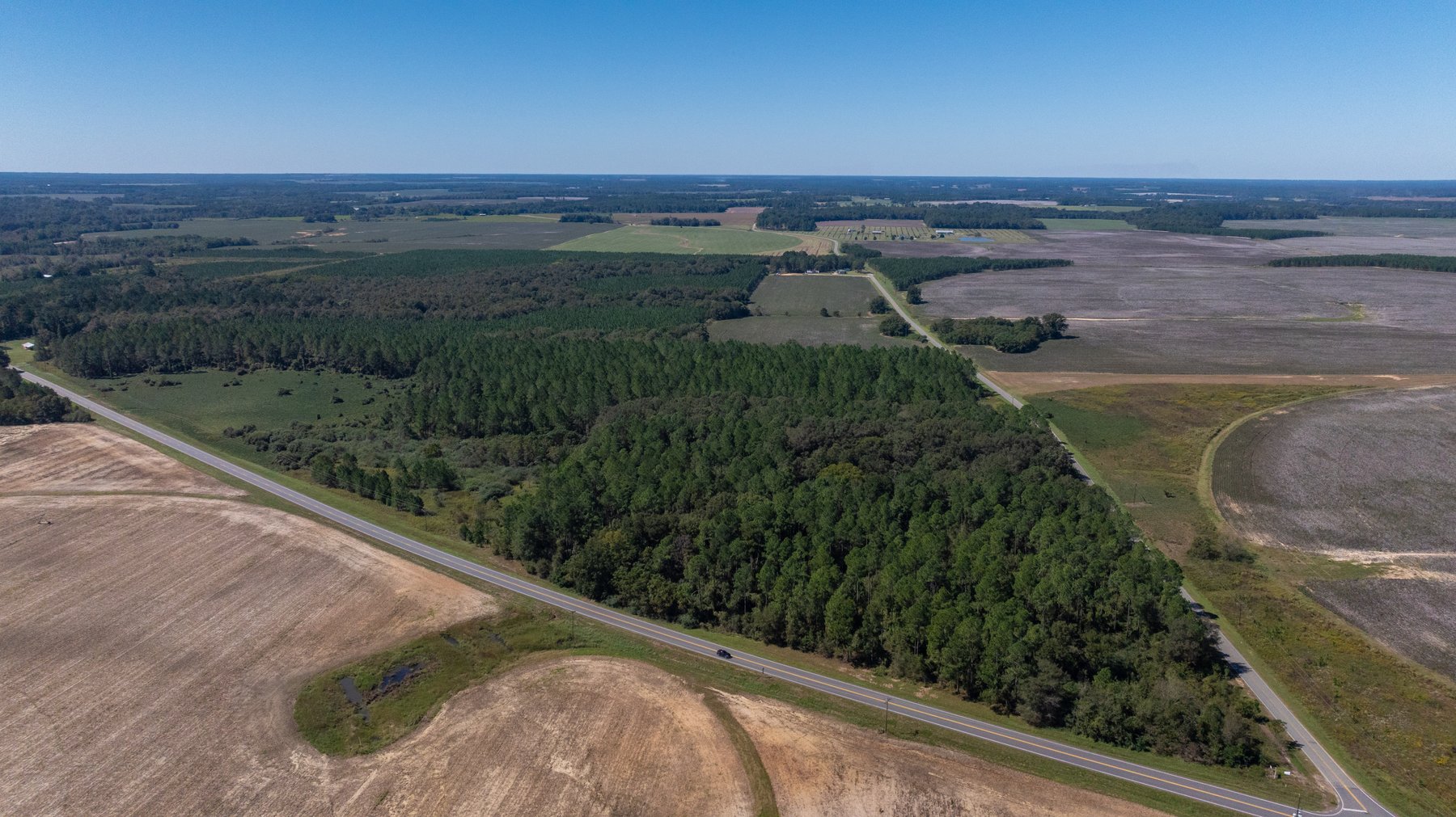 Image for 95+/- Acres - Musgrove Estate - Planted Pine Timber Investment - Sportsman's Paradise