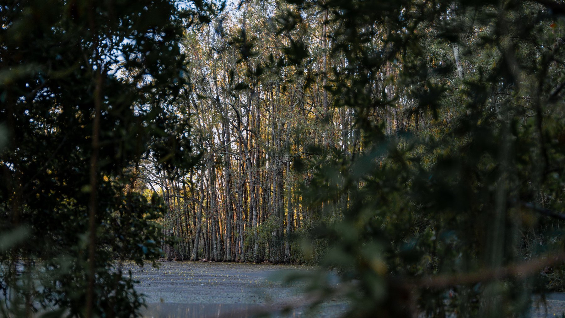 Image for The Massee Post Estate - 75+/- Acres with 6,700+/- Sq. Ft. Luxury Home in Cook County, Georgia