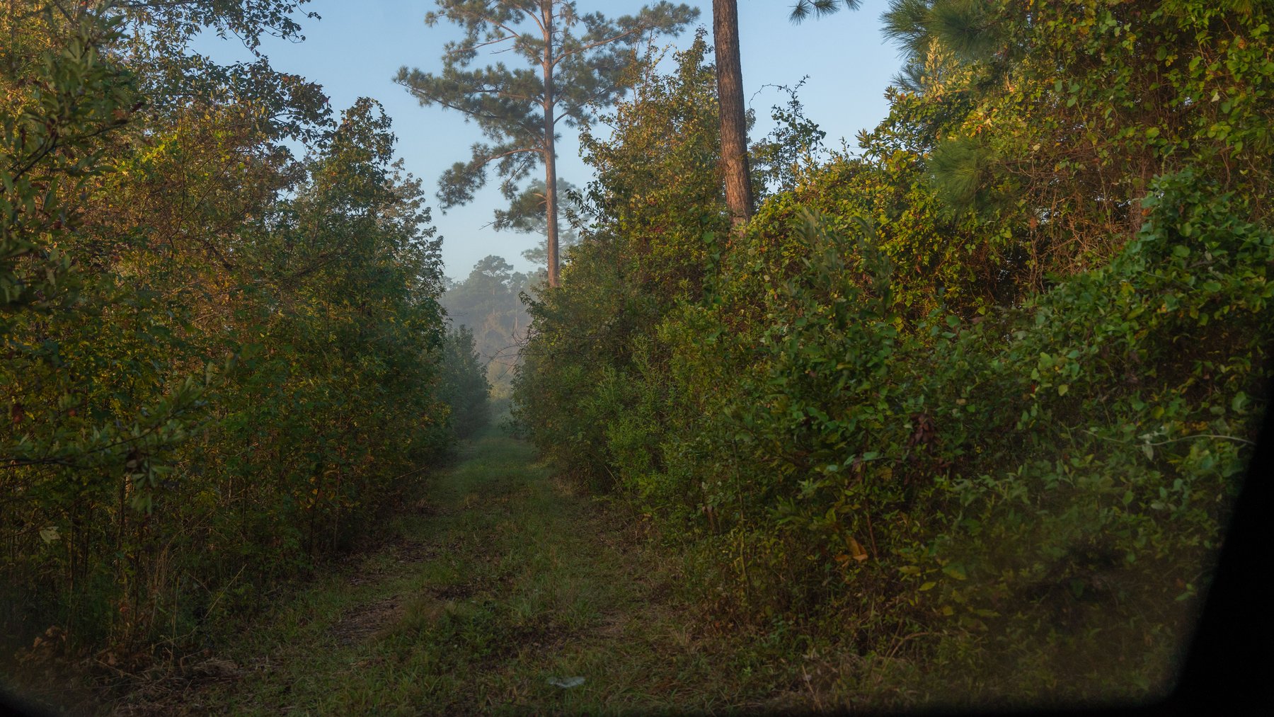 Image for Jamieson Place – 203+/- Acres - Recreational Investment Opportunity - Dodge County, Georgia