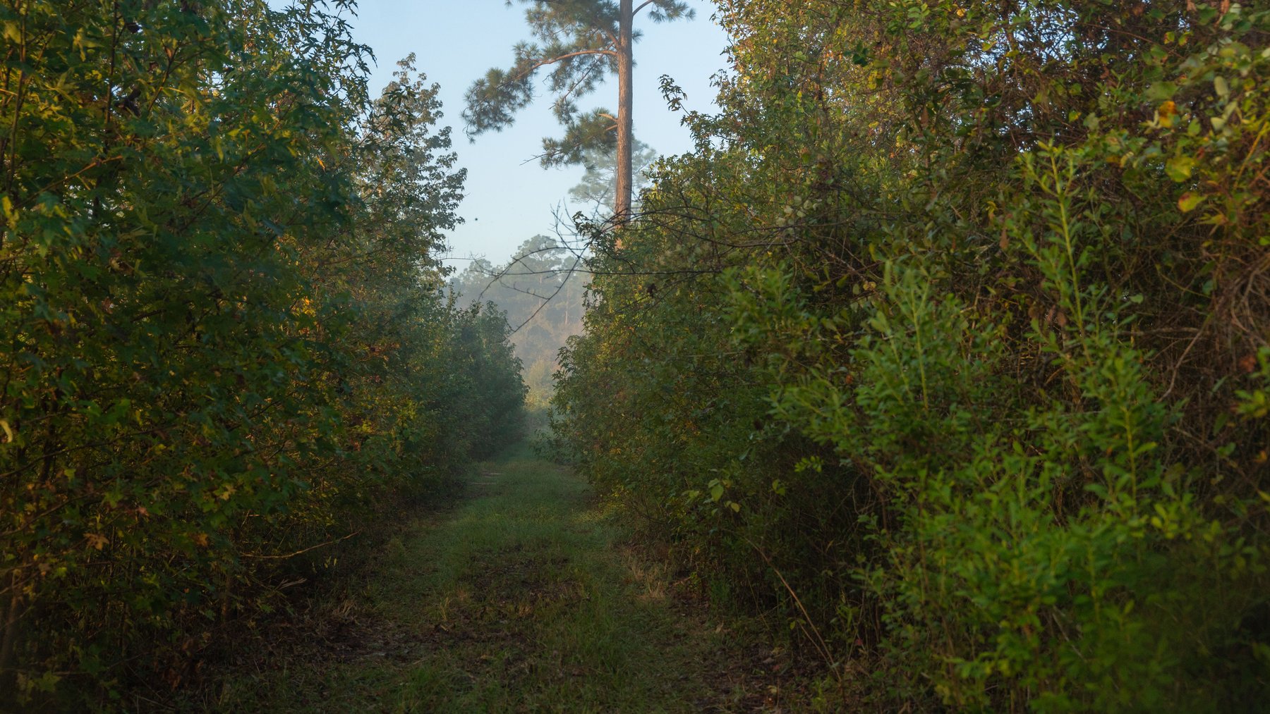 Image for Jamieson Place – 203+/- Acres - Recreational Investment Opportunity - Dodge County, Georgia