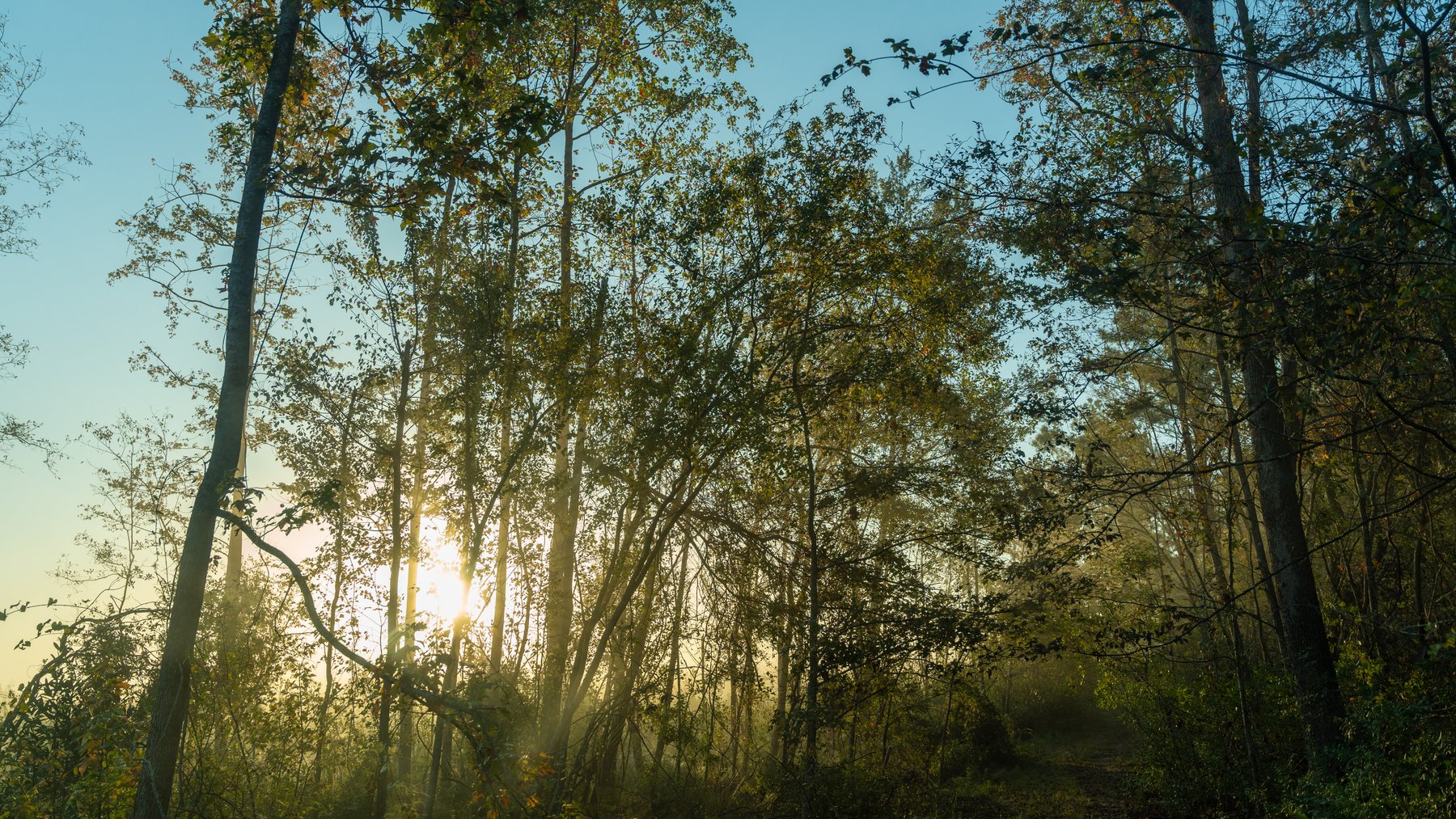 Image for Jamieson Place – 203+/- Acres - Recreational Investment Opportunity - Dodge County, Georgia