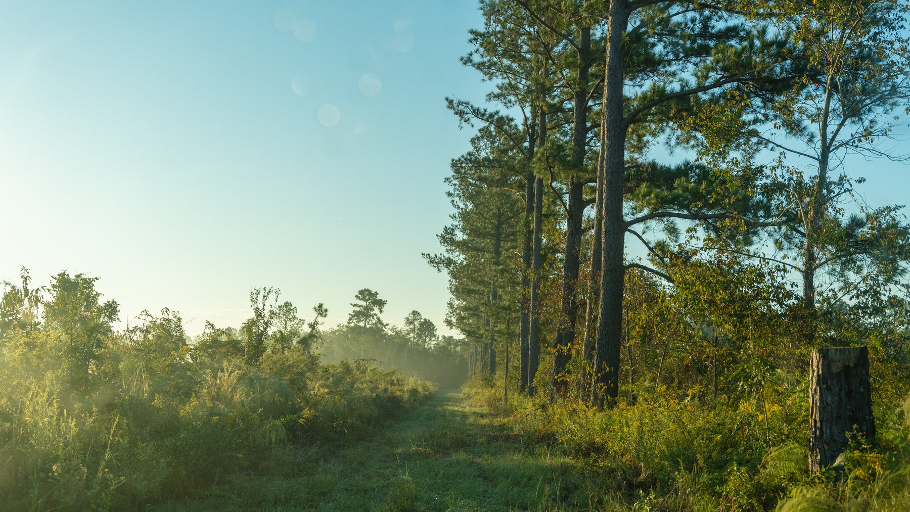 Image for Jamieson Place – 203+/- Acres - Recreational Investment Opportunity - Dodge County, Georgia
