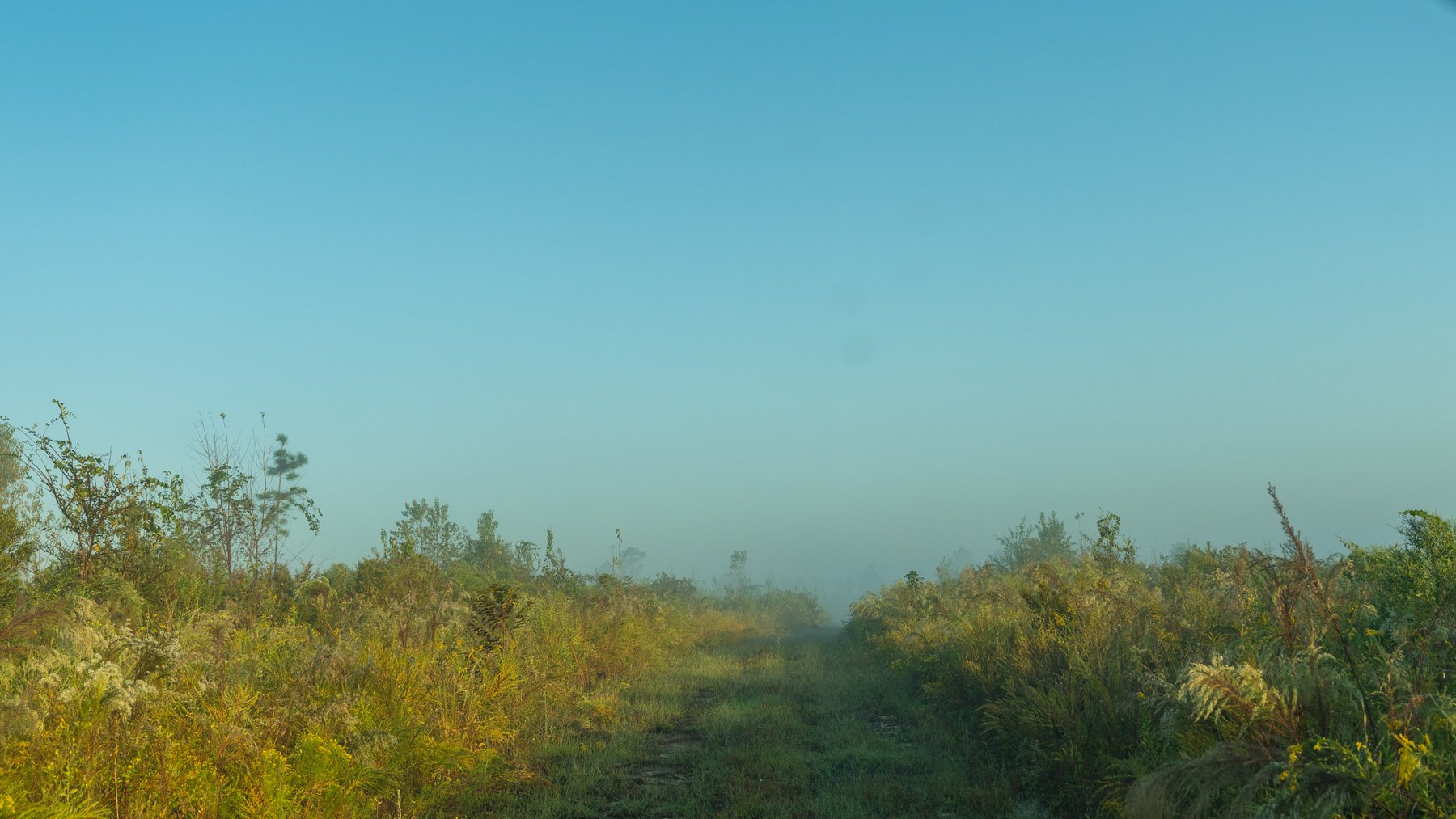 Image for Jamieson Place – 203+/- Acres - Recreational Investment Opportunity - Dodge County, Georgia