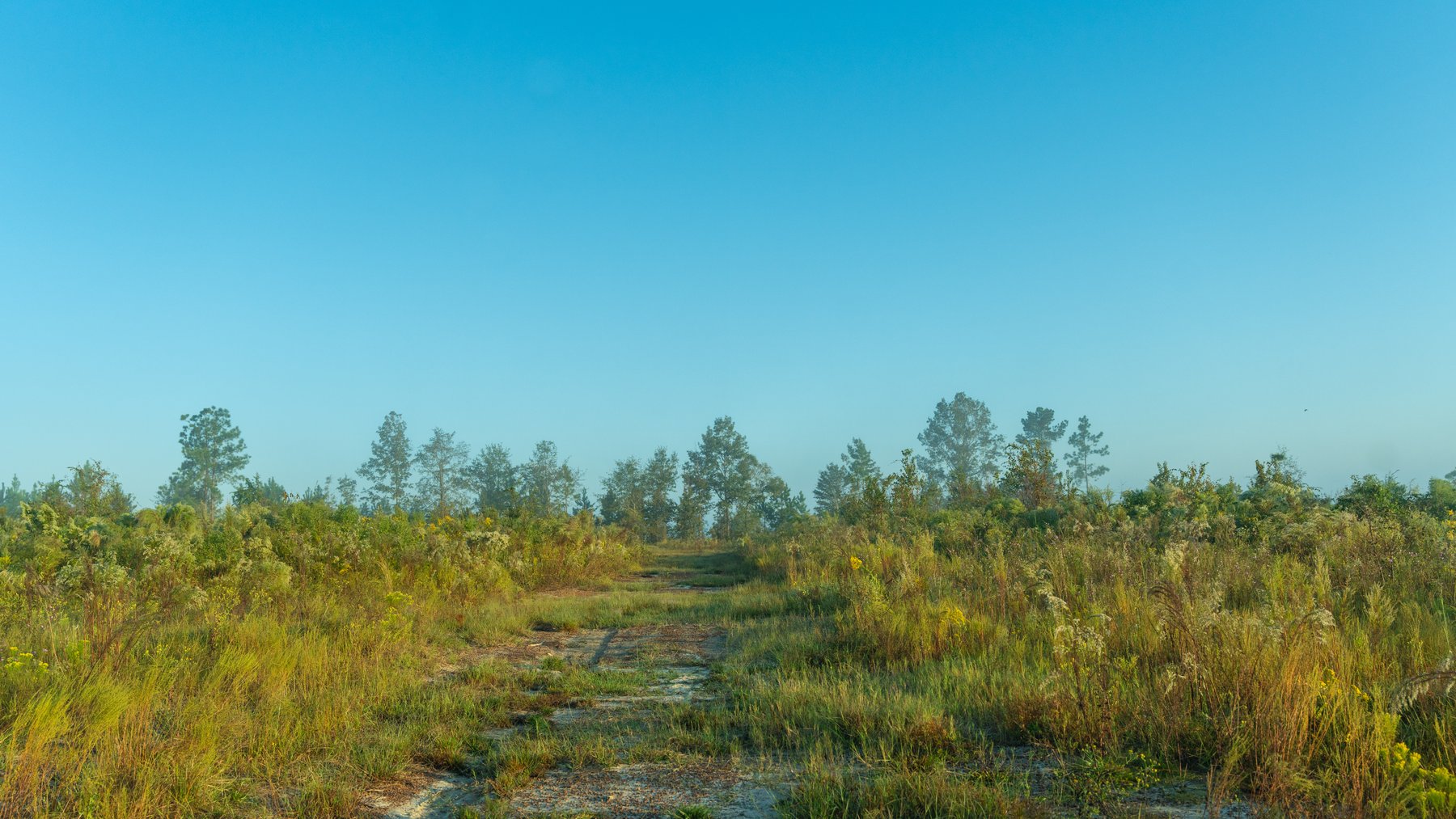 Image for Jamieson Place – 203+/- Acres - Recreational Investment Opportunity - Dodge County, Georgia