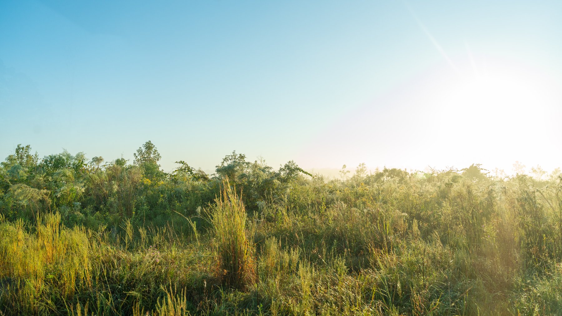 Image for Jamieson Place – 203+/- Acres - Recreational Investment Opportunity - Dodge County, Georgia