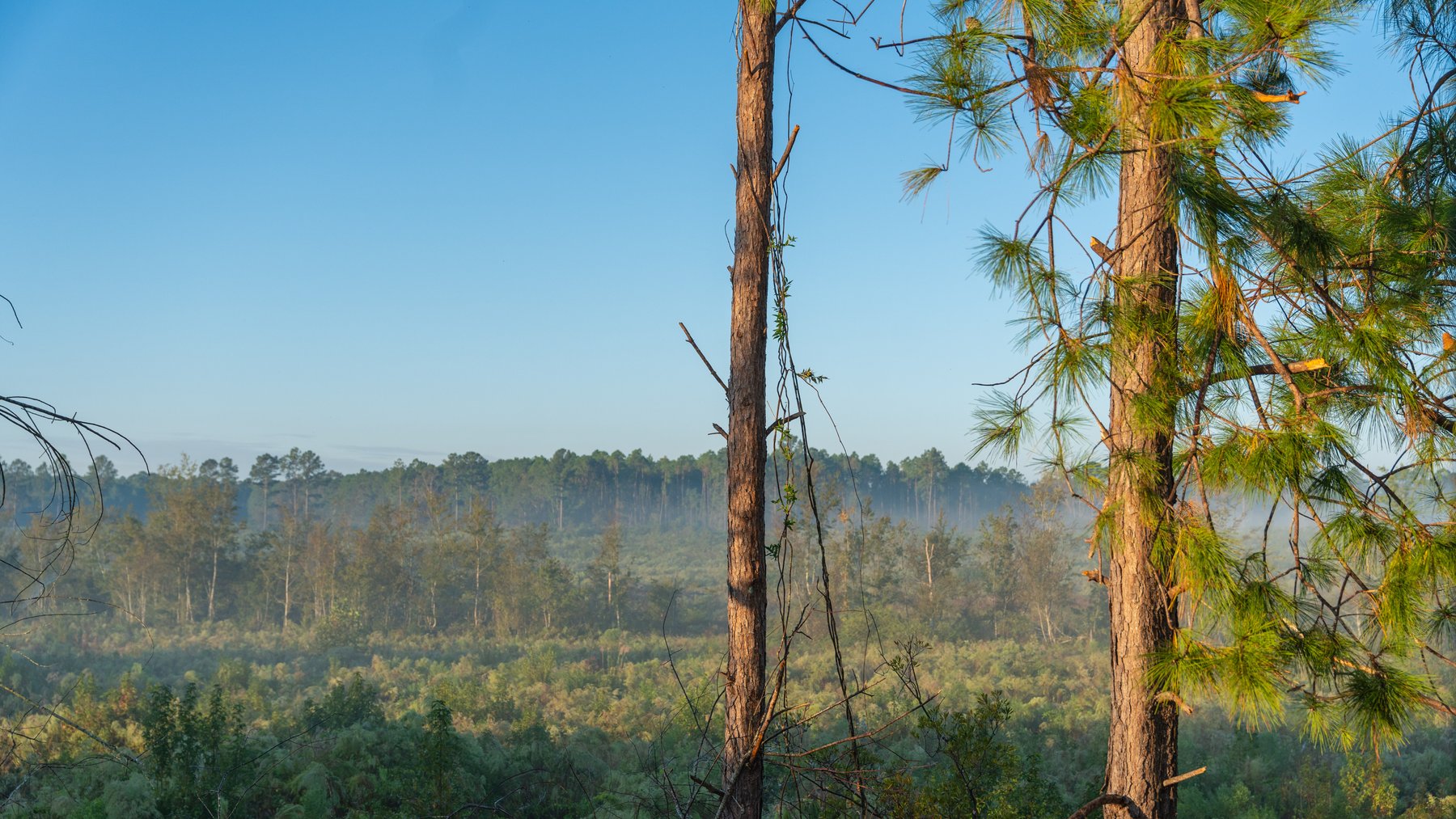 Image for Jamieson Place – 203+/- Acres - Recreational Investment Opportunity - Dodge County, Georgia