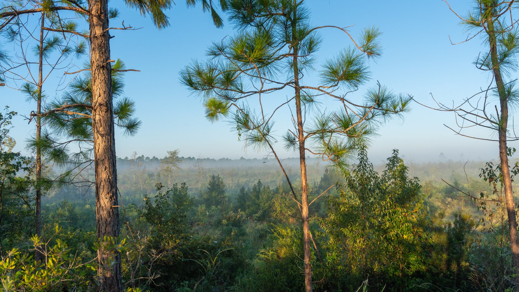 Image for Jamieson Place – 203+/- Acres - Recreational Investment Opportunity - Dodge County, Georgia