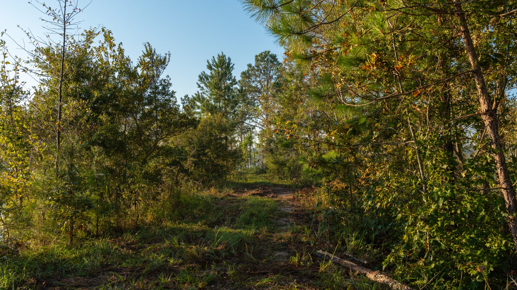 Image for Jamieson Place – 203+/- Acres - Recreational Investment Opportunity - Dodge County, Georgia