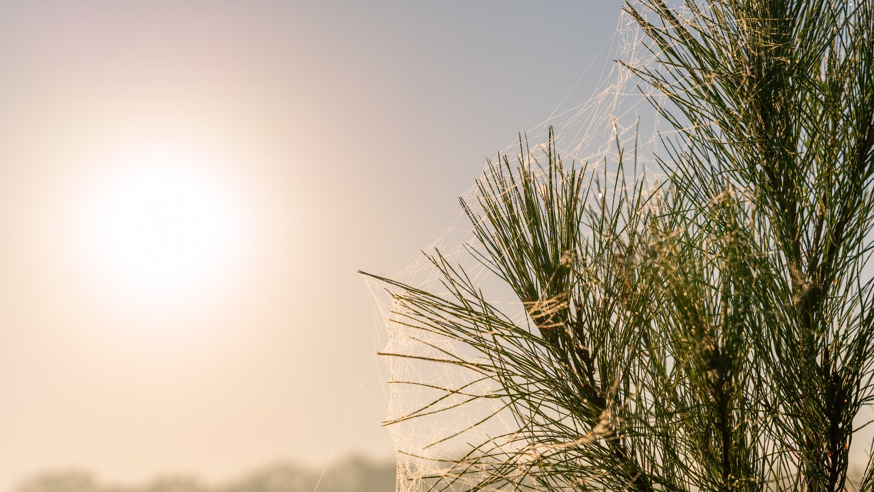 Image for Jamieson Place – 203+/- Acres - Recreational Investment Opportunity - Dodge County, Georgia