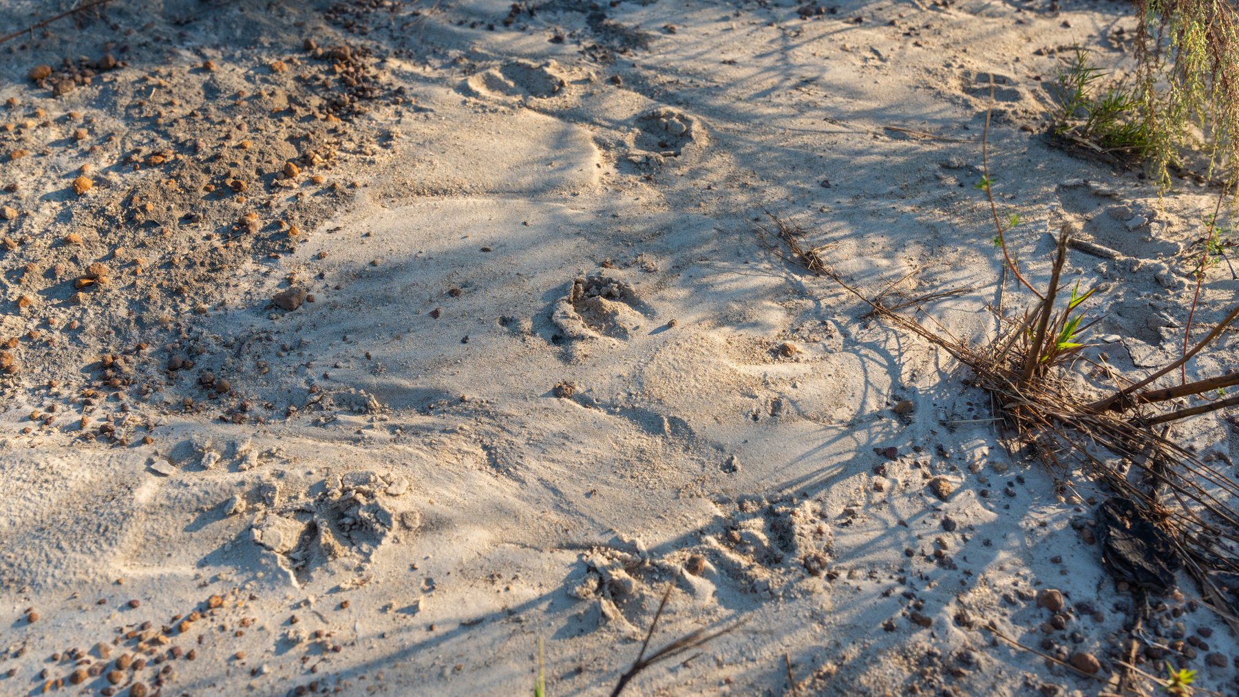 Image for Jamieson Place – 203+/- Acres - Recreational Investment Opportunity - Dodge County, Georgia