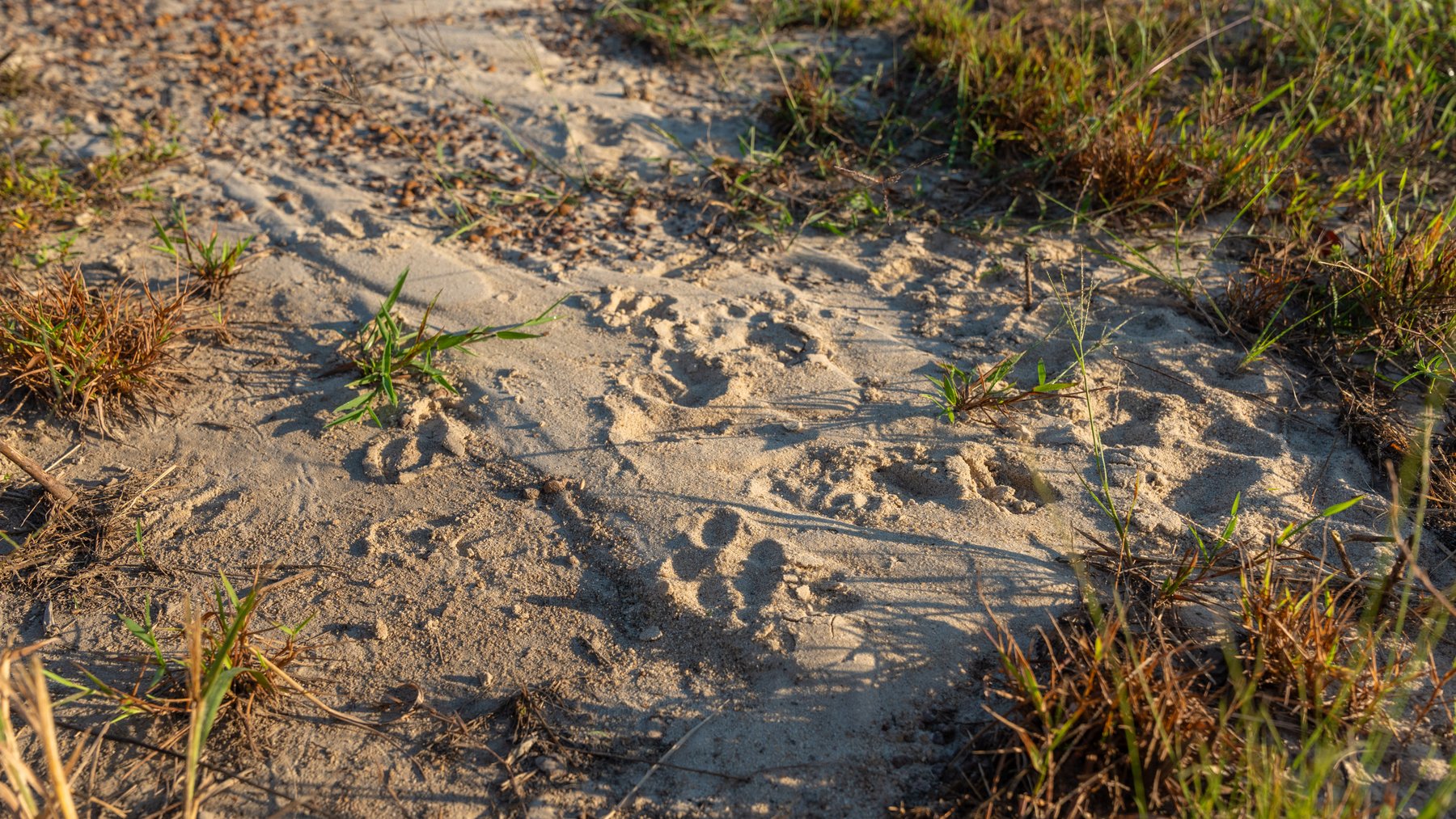 Image for Jamieson Place – 203+/- Acres - Recreational Investment Opportunity - Dodge County, Georgia