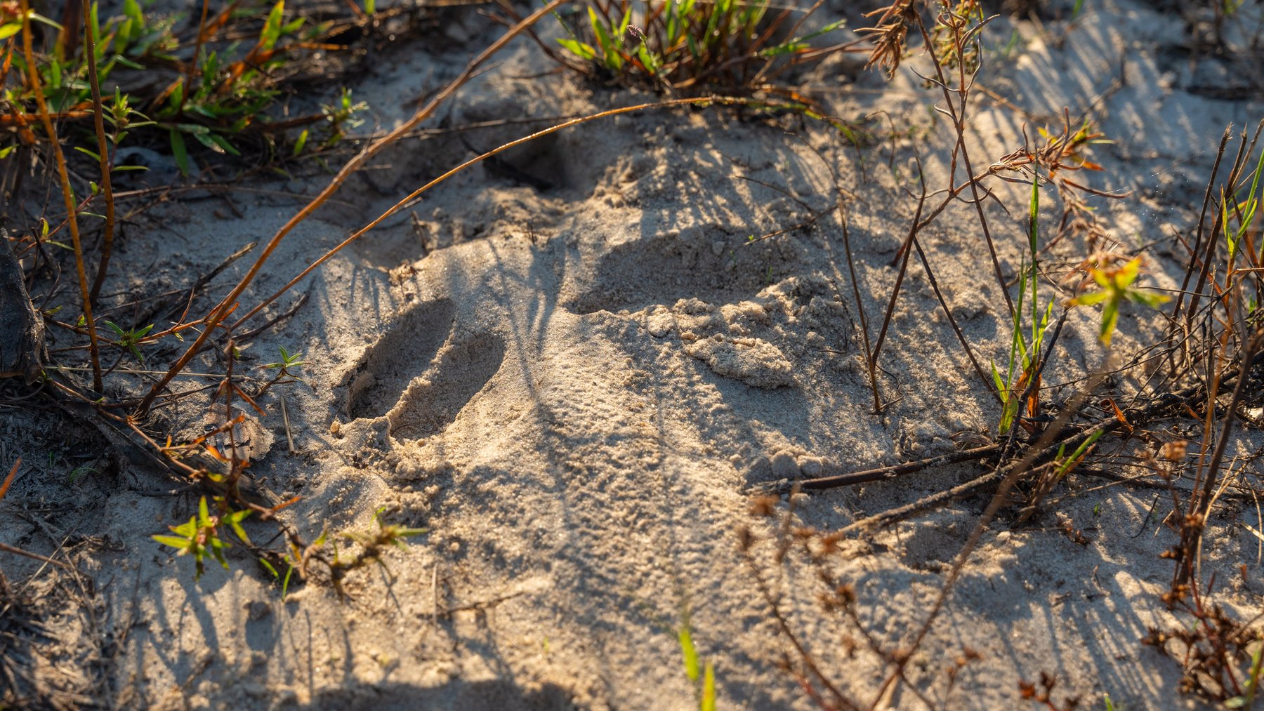 Image for Jamieson Place – 203+/- Acres - Recreational Investment Opportunity - Dodge County, Georgia