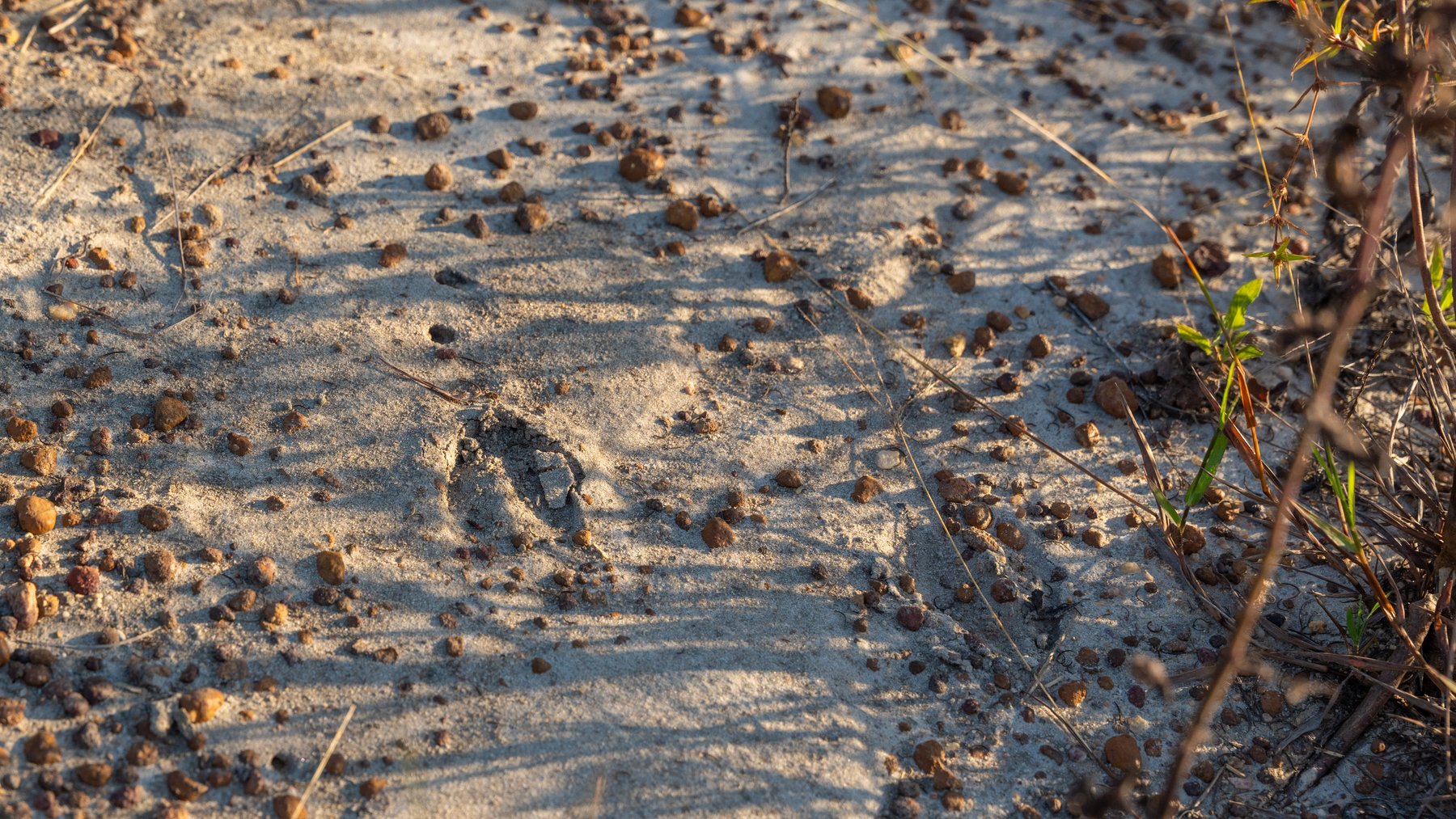 Image for Jamieson Place – 203+/- Acres - Recreational Investment Opportunity - Dodge County, Georgia