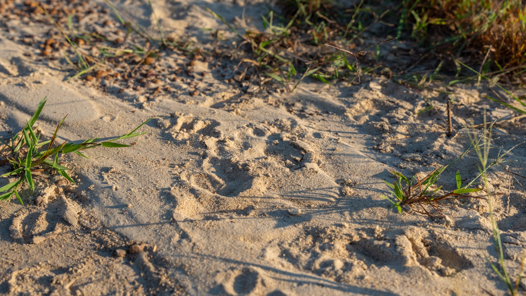 Image for Jamieson Place – 203+/- Acres - Recreational Investment Opportunity - Dodge County, Georgia